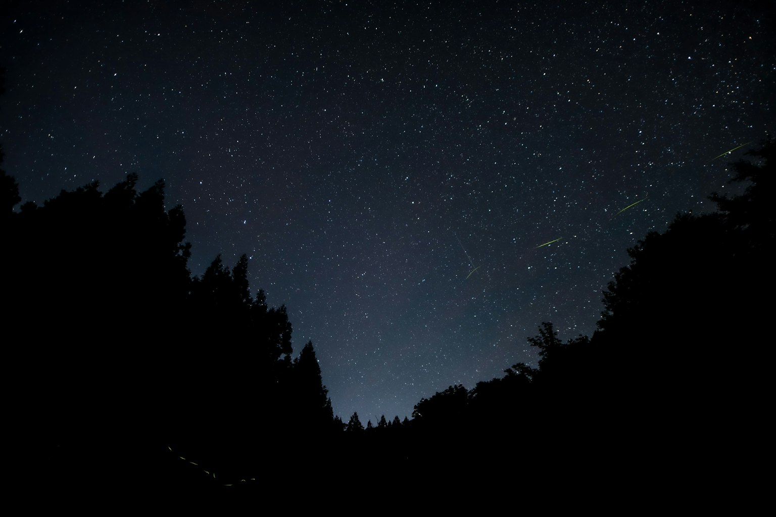 星空下的树木轮廓