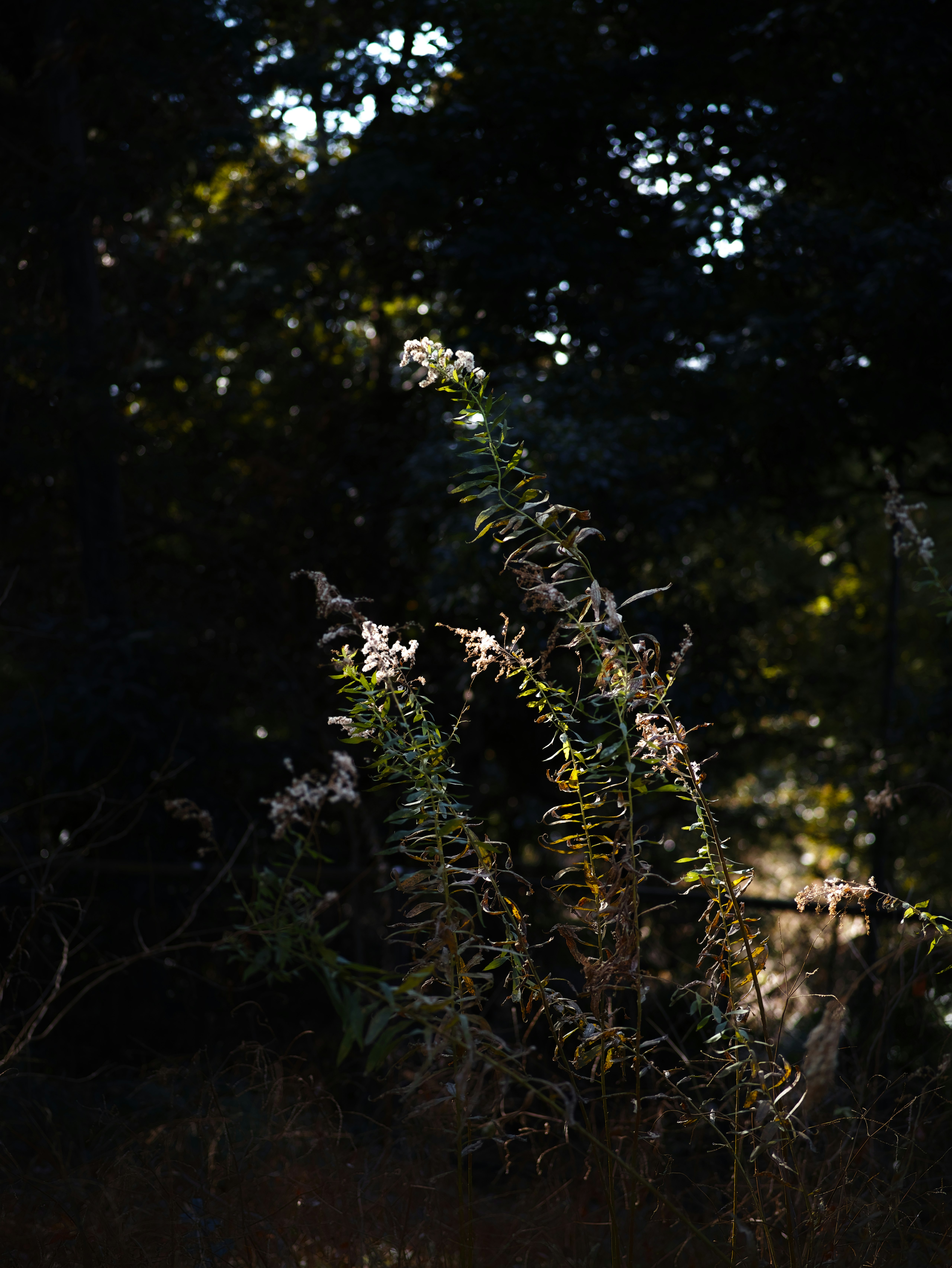 木々の間に咲く小さな花と柔らかな夕暮れの光