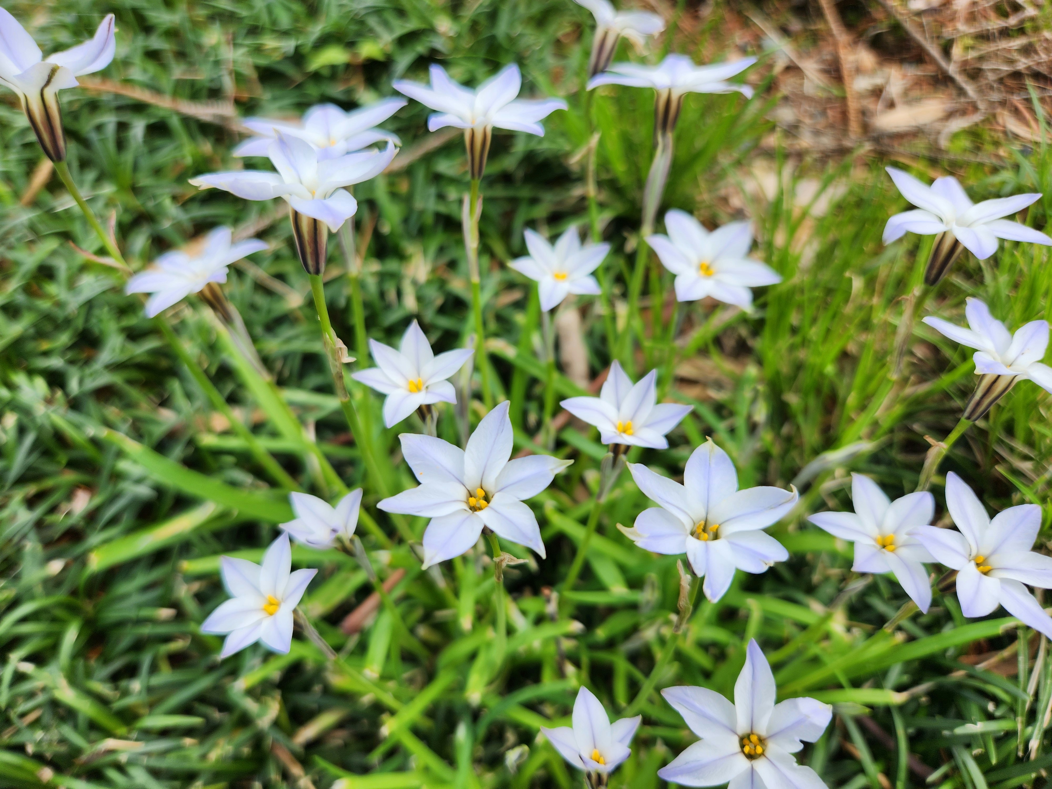 里山の草地に咲く白い花（ハナニラ／花韮）