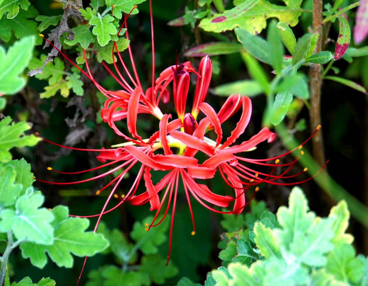 Eine lebendige rote Blume umgeben von grünen Blättern