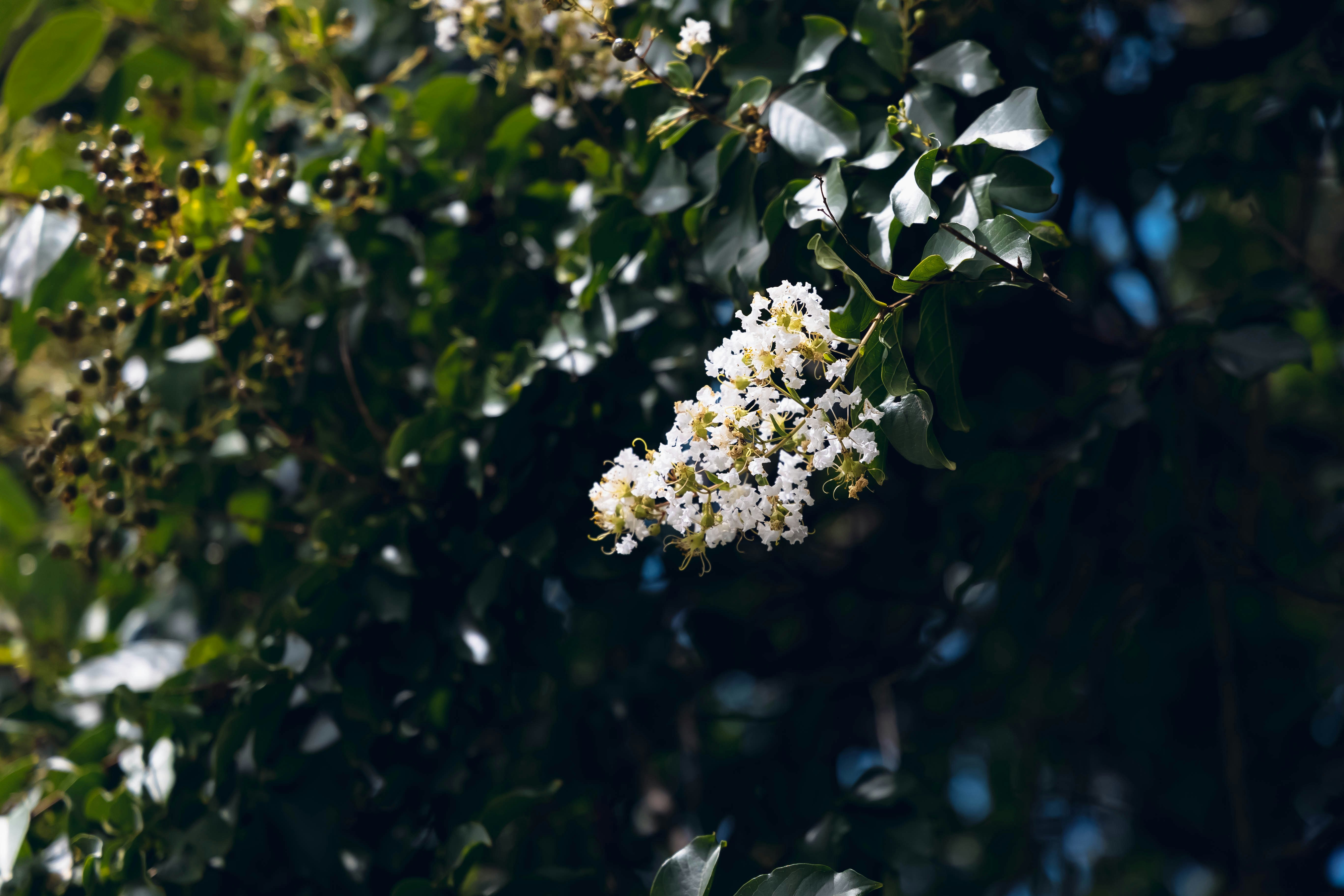 white crepe myrtle blossoms on a leafy branch in dappled shade