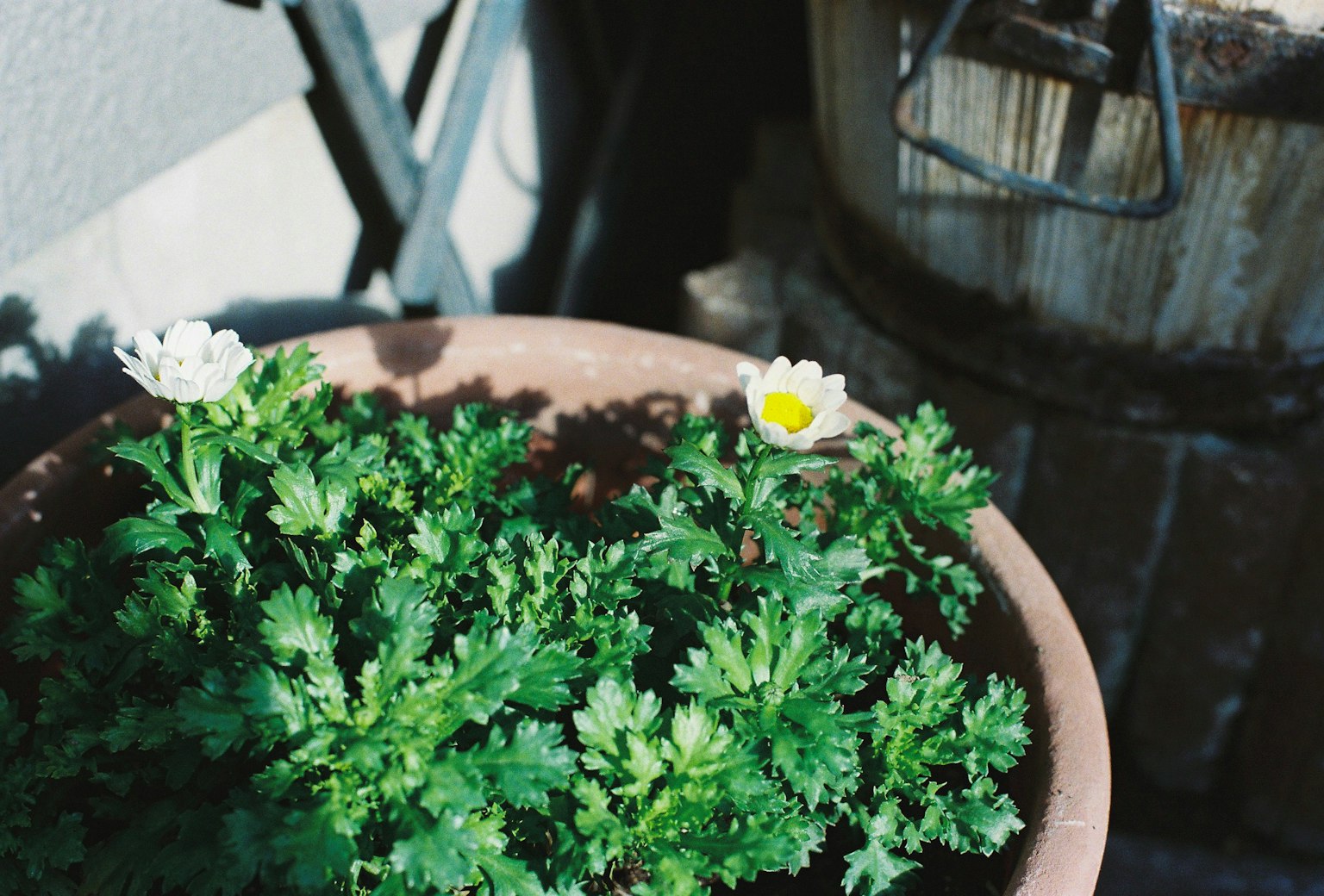 Un pot de plantes vertes luxuriantes avec des fleurs blanches en fleurs