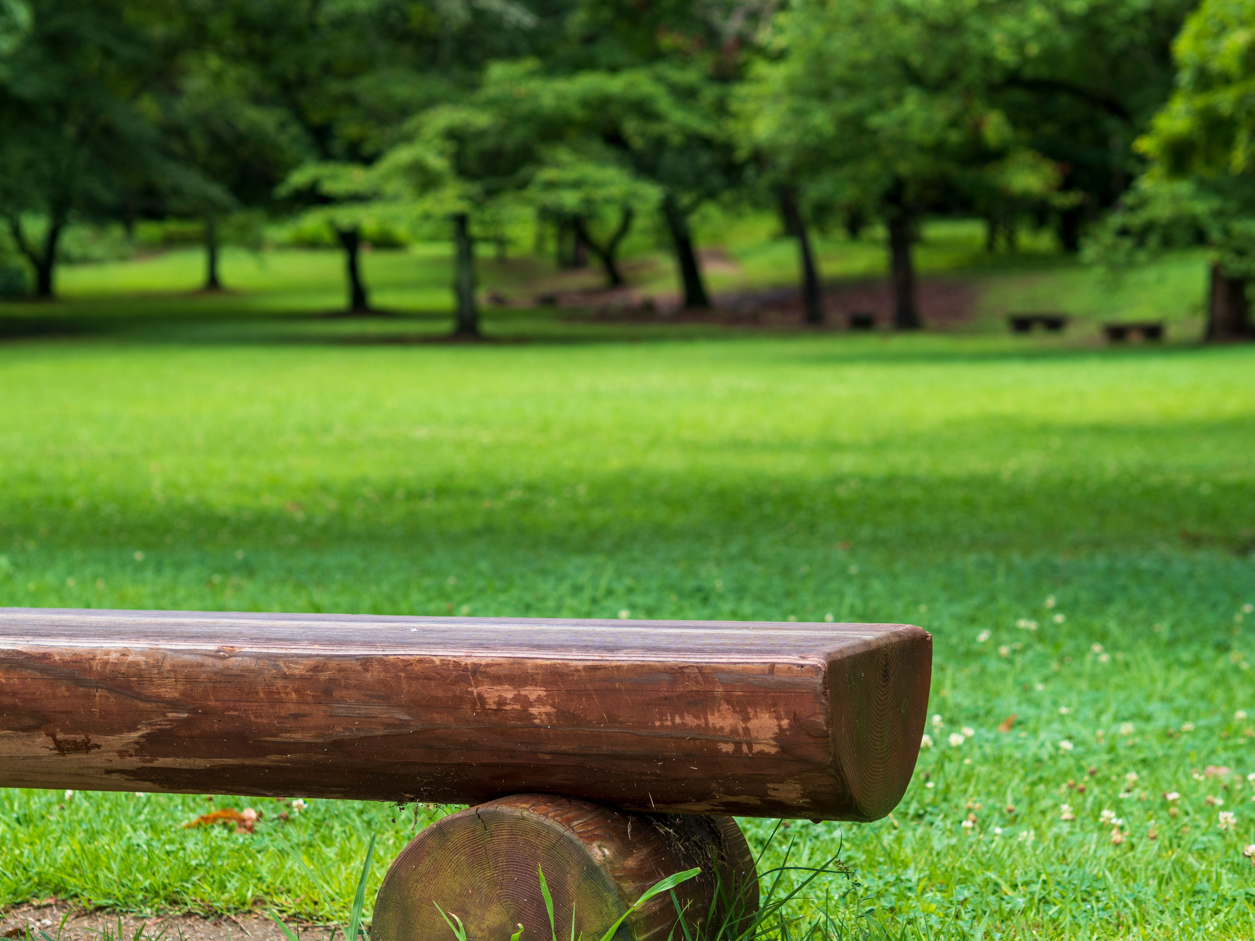 wooden bench on a grassy park lawn