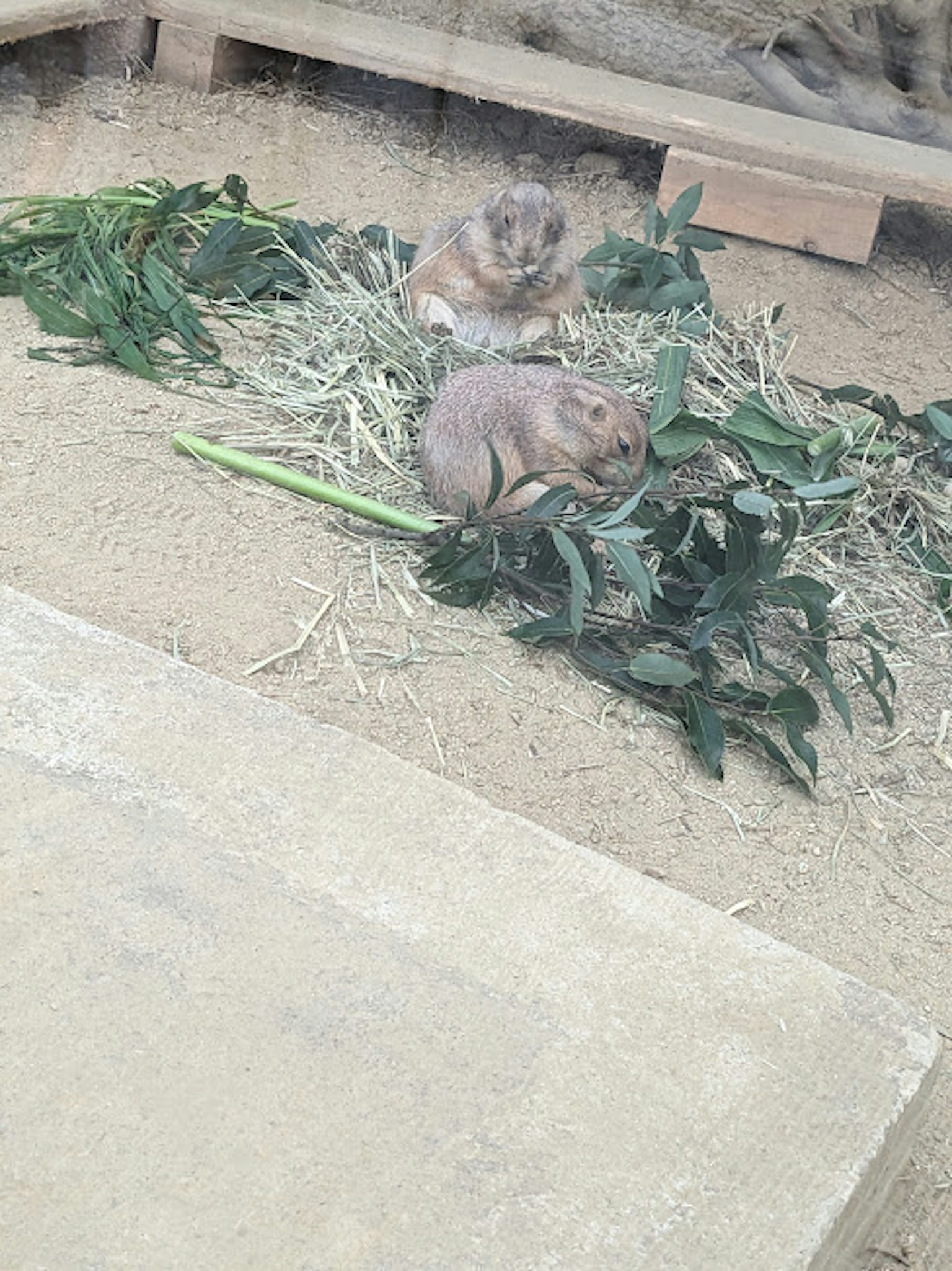 Deux petits animaux assis sur un lit de légumes et de foin