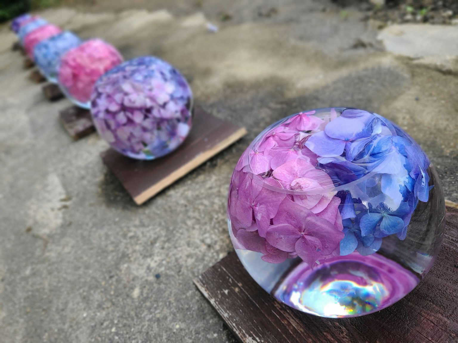 色彩斑斓的花瓣封装在透明球体中排列成行
