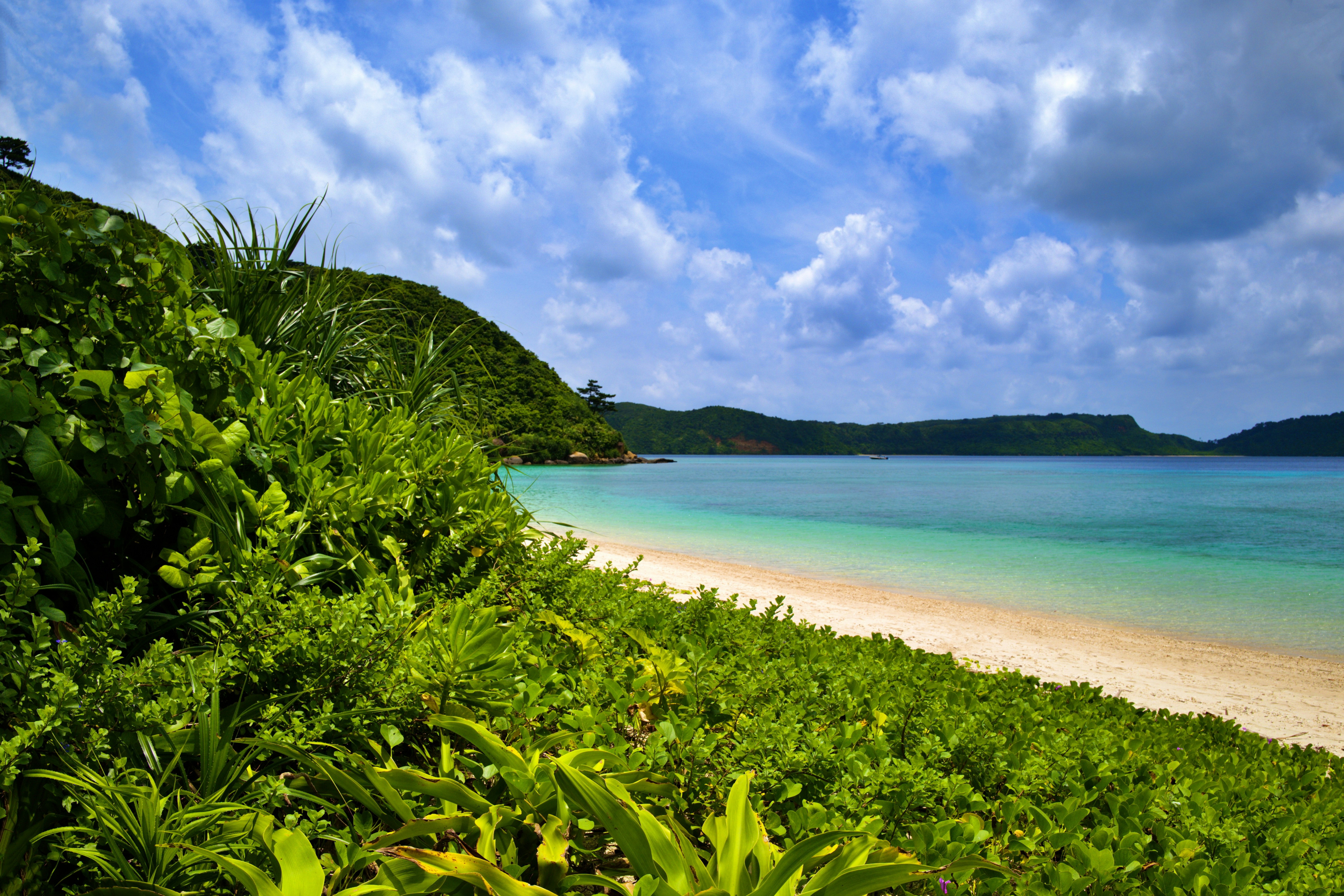 緑の茂みの向こうに広がる青い海と砂浜