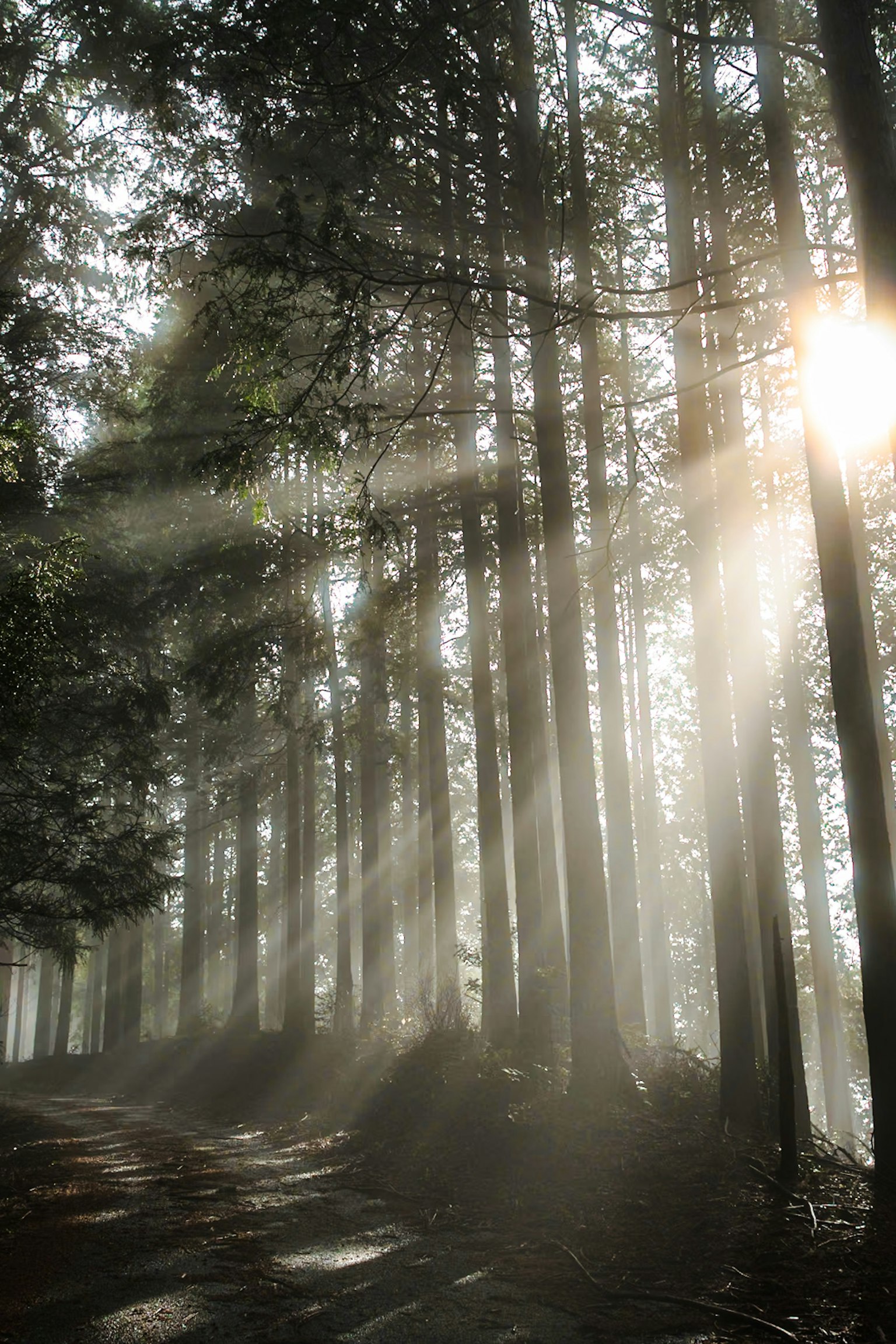 Grands arbres dans le brouillard avec la lumière du soleil qui passe