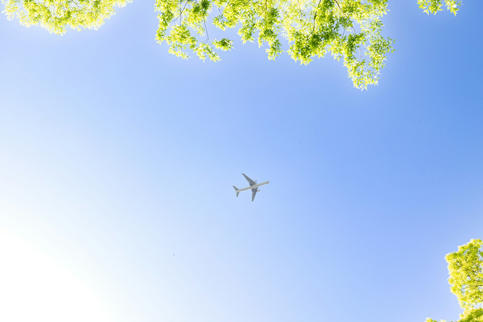 Ein Flugzeug fliegt in einem blauen Himmel mit grünen Blättern oben