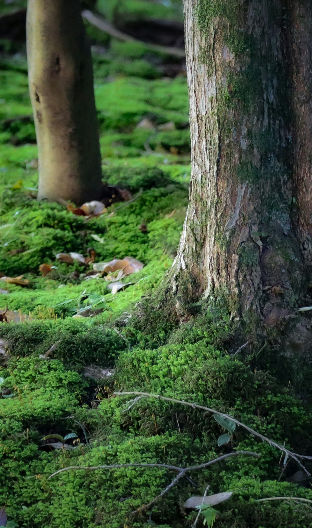 苔むす木の幹と苔の絨毯が広がる森の地面