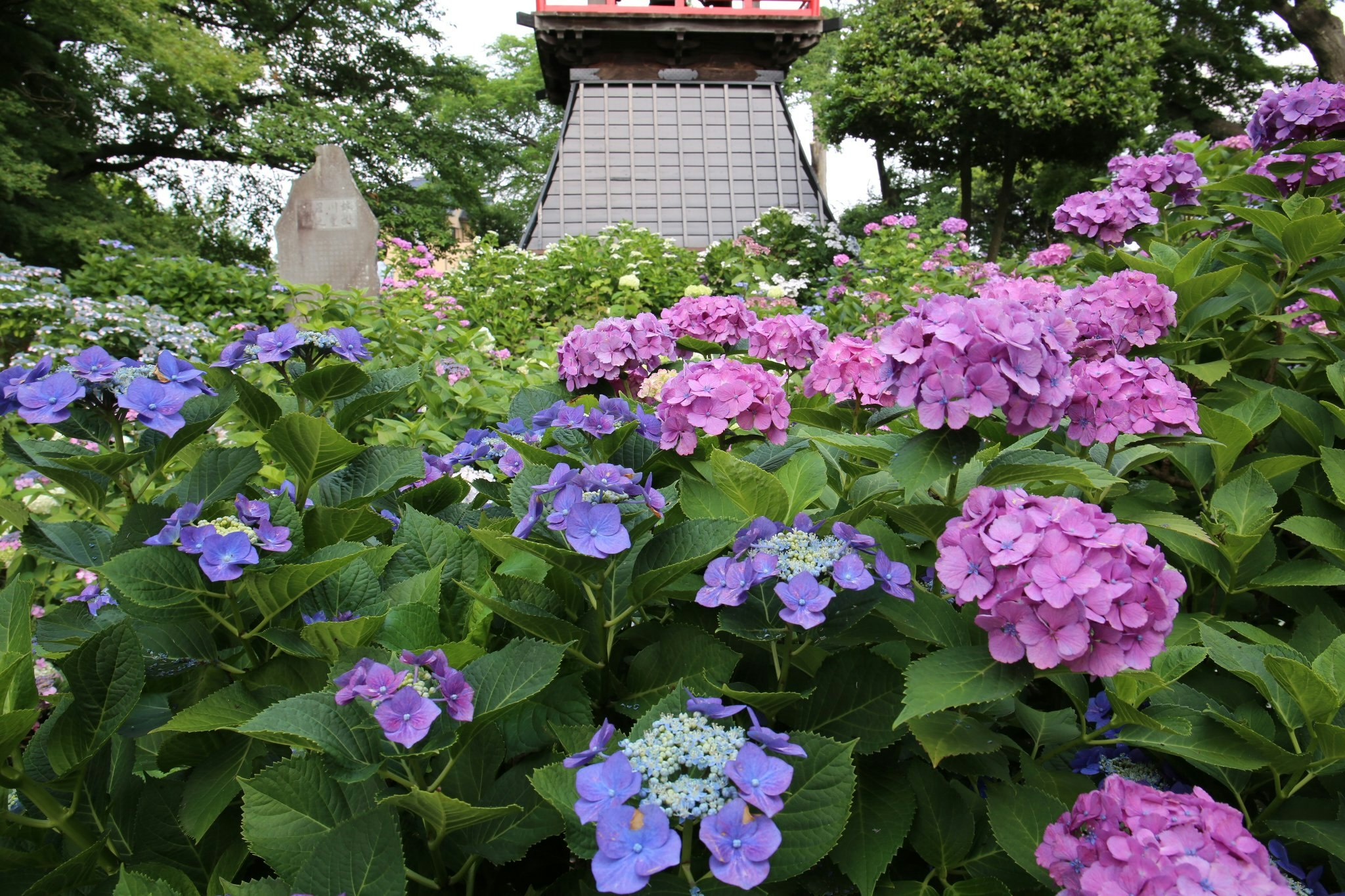 色とりどりのアジサイが咲く花壇の前景