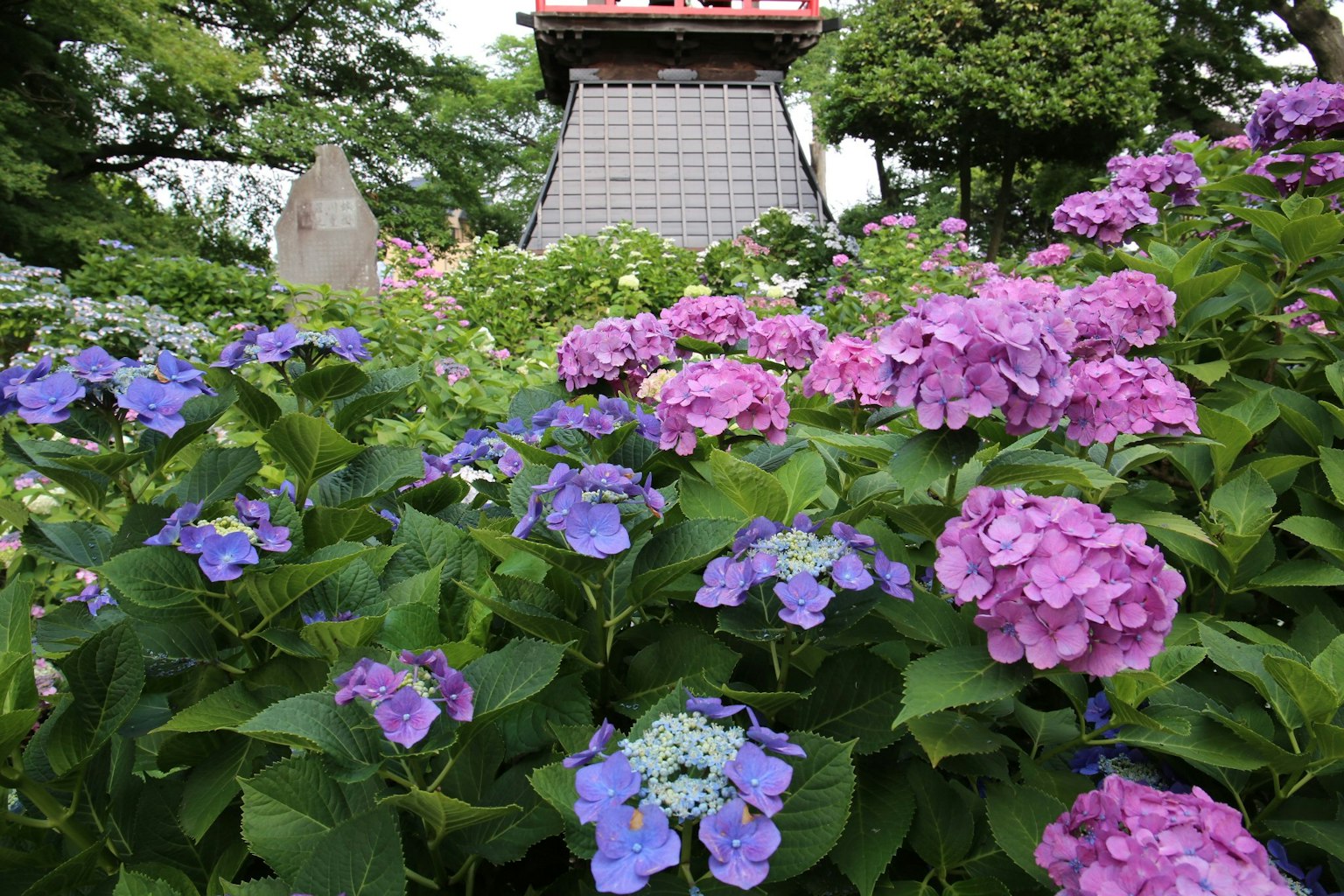Pemandangan taman dengan bunga hortensia dan bangunan atap merah