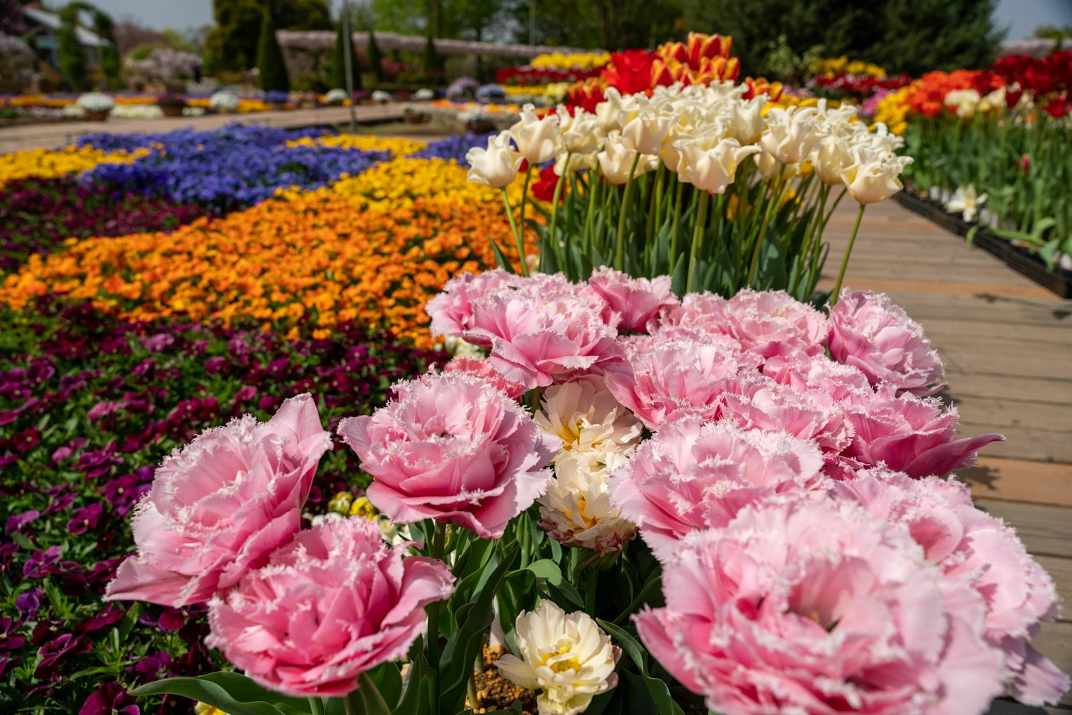 Close-up of pink tulips in a vibrant flower garden