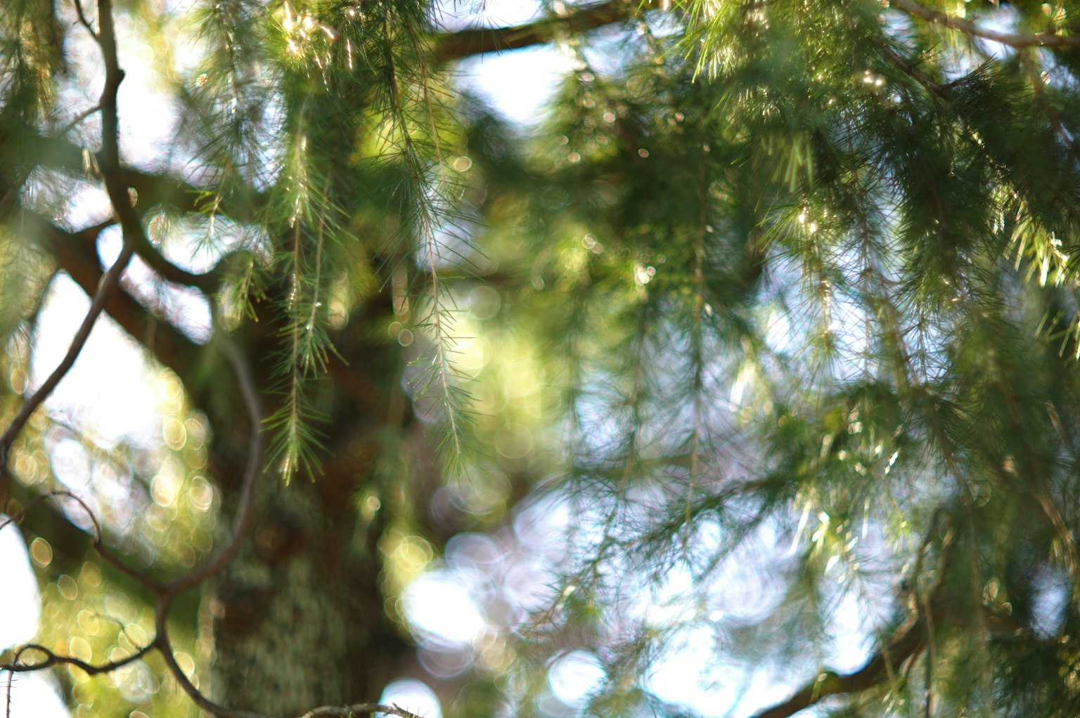 Immagine sfocata di rami d'albero con fogliame verde