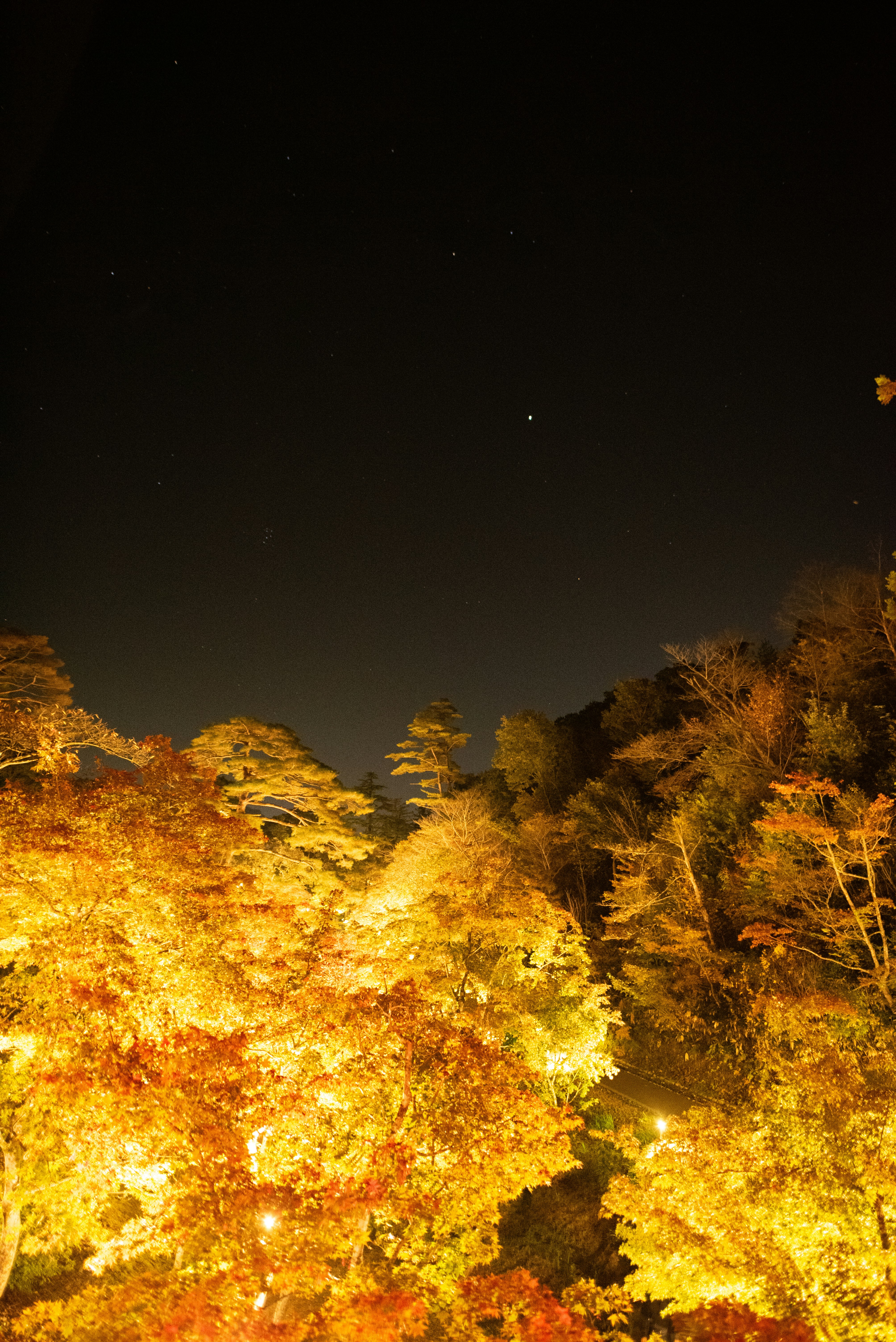 夜の紅葉が照らされる並木道