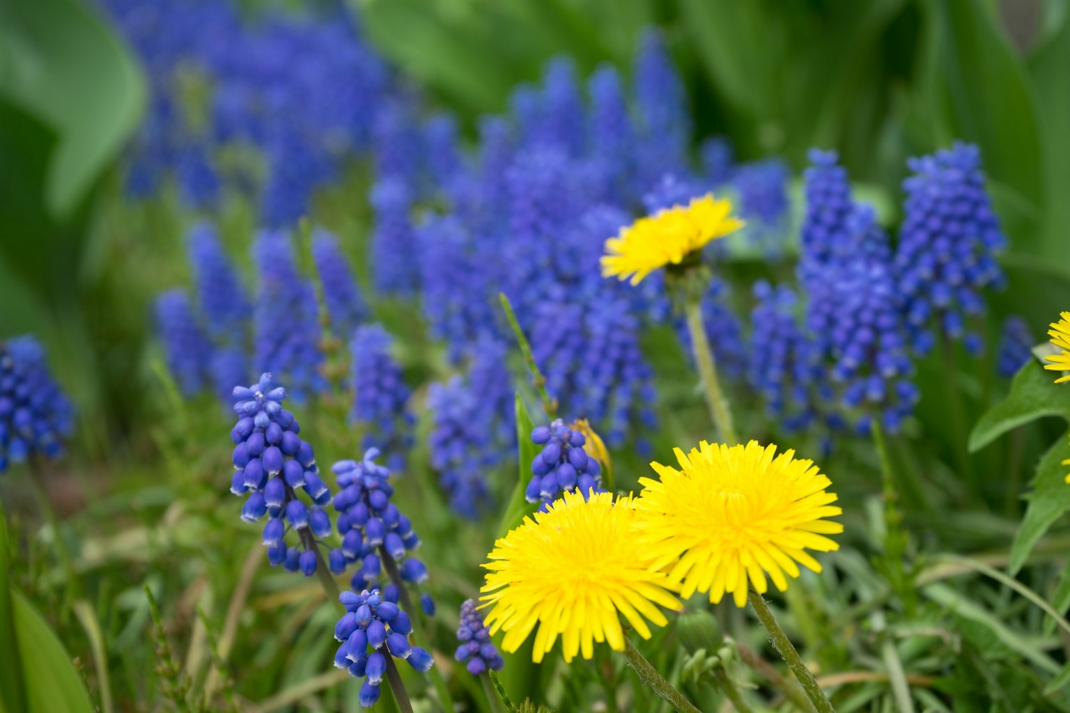 Pemandangan hidup dengan muscari biru dan dandelion kuning yang mekar