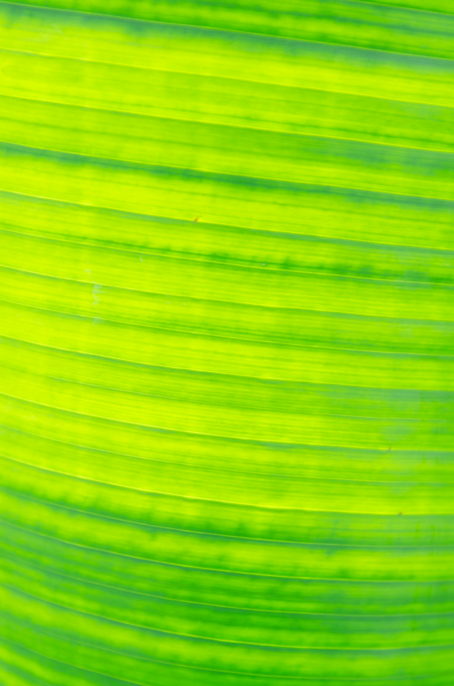 Texture striata verde vibrante