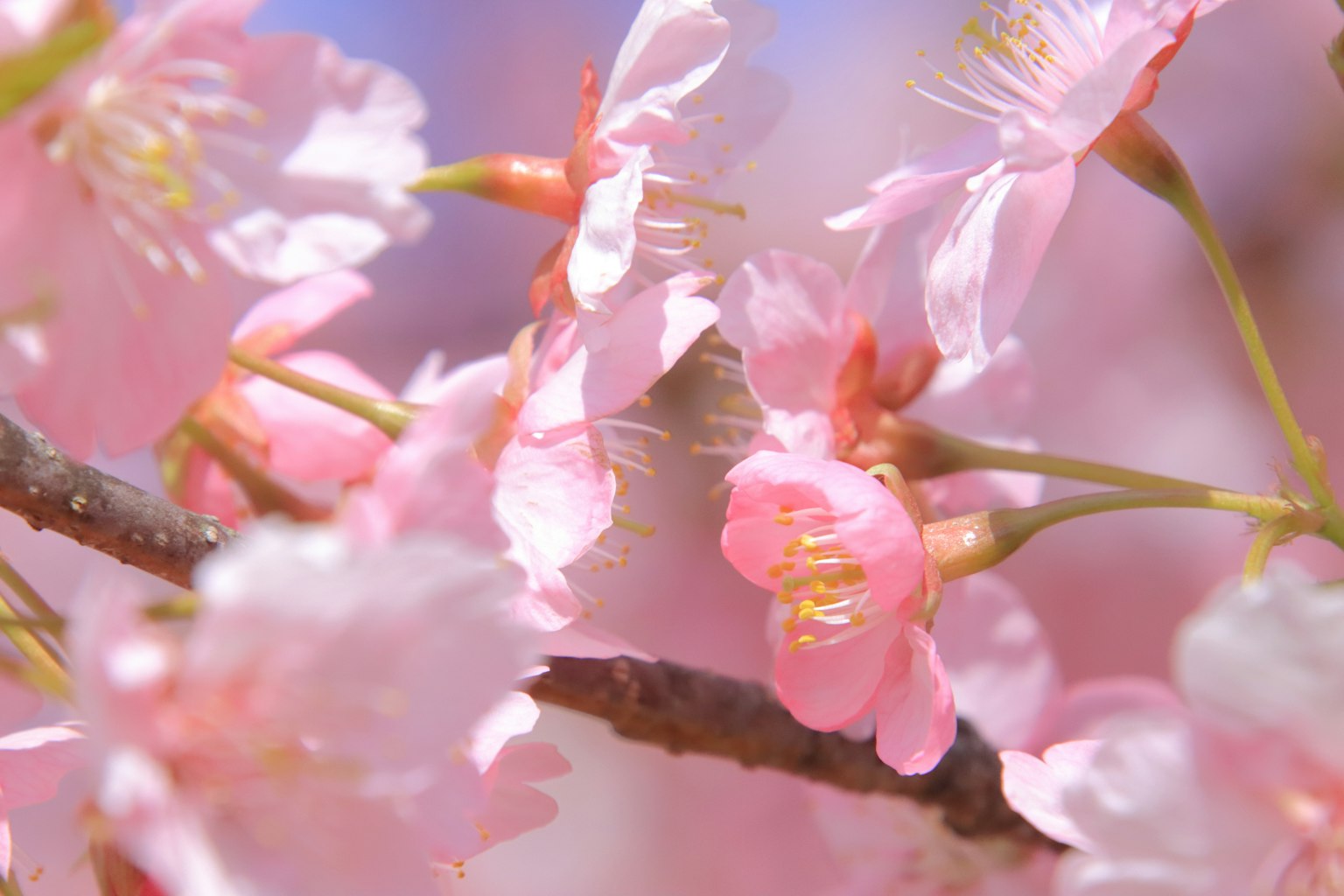樱花盛开的特写