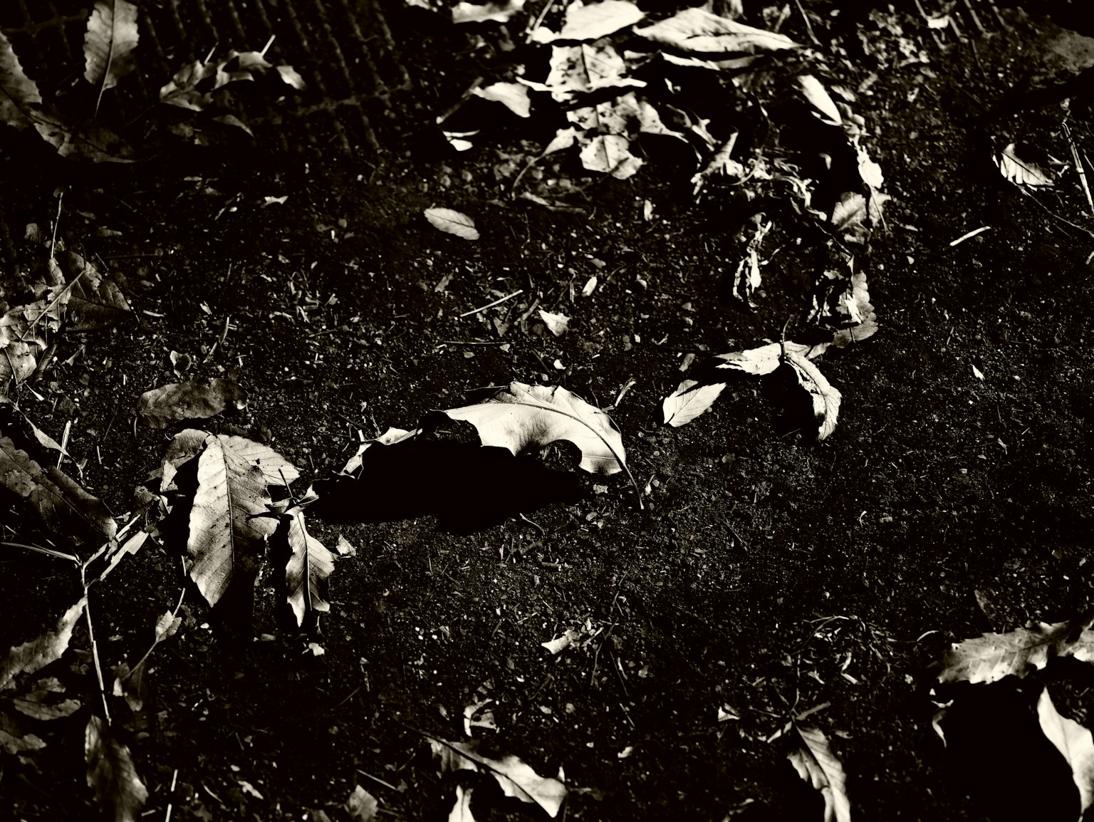 Small animal bone on dark soil surrounded by fallen leaves