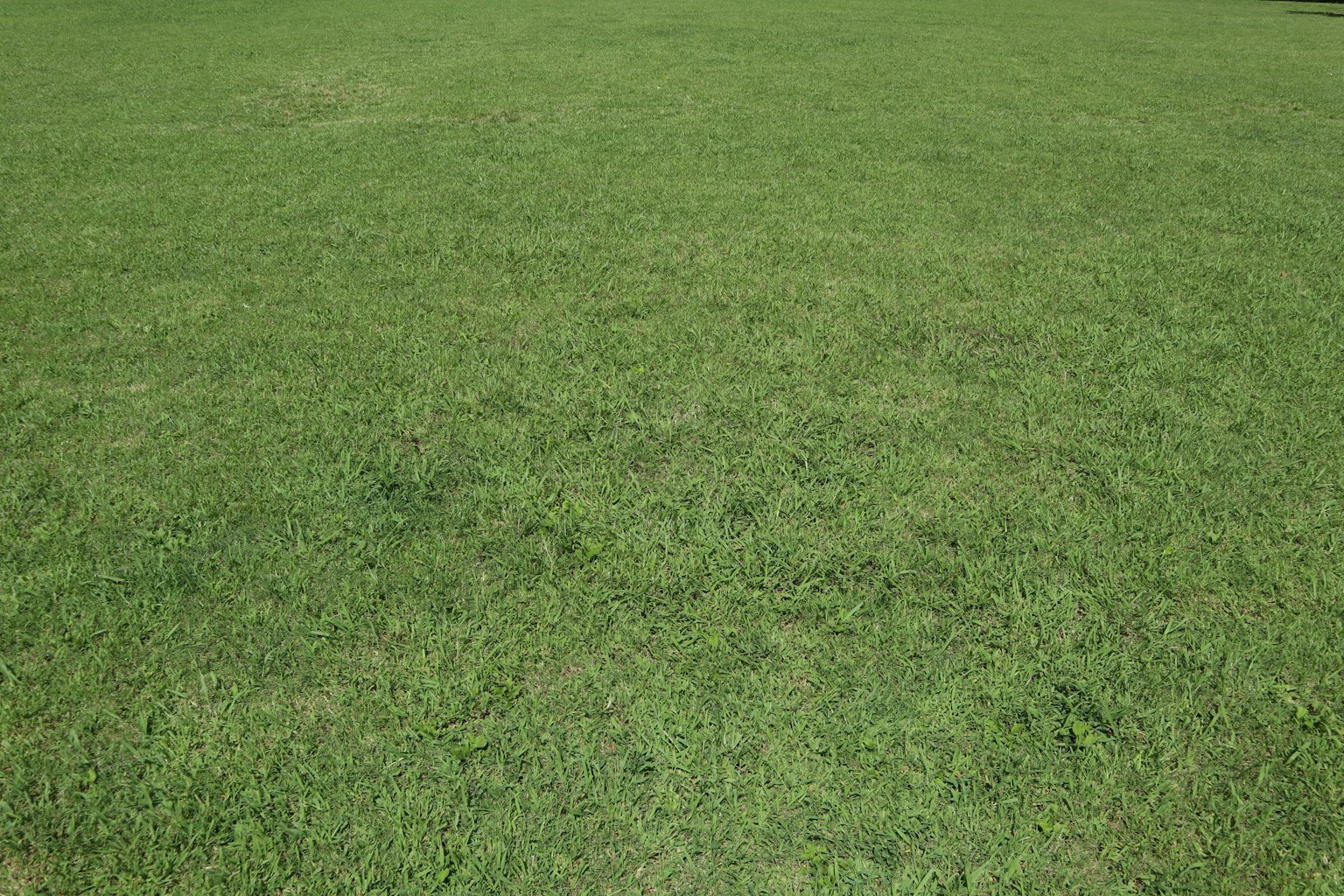 Amplio campo de hierba verde con una textura uniforme