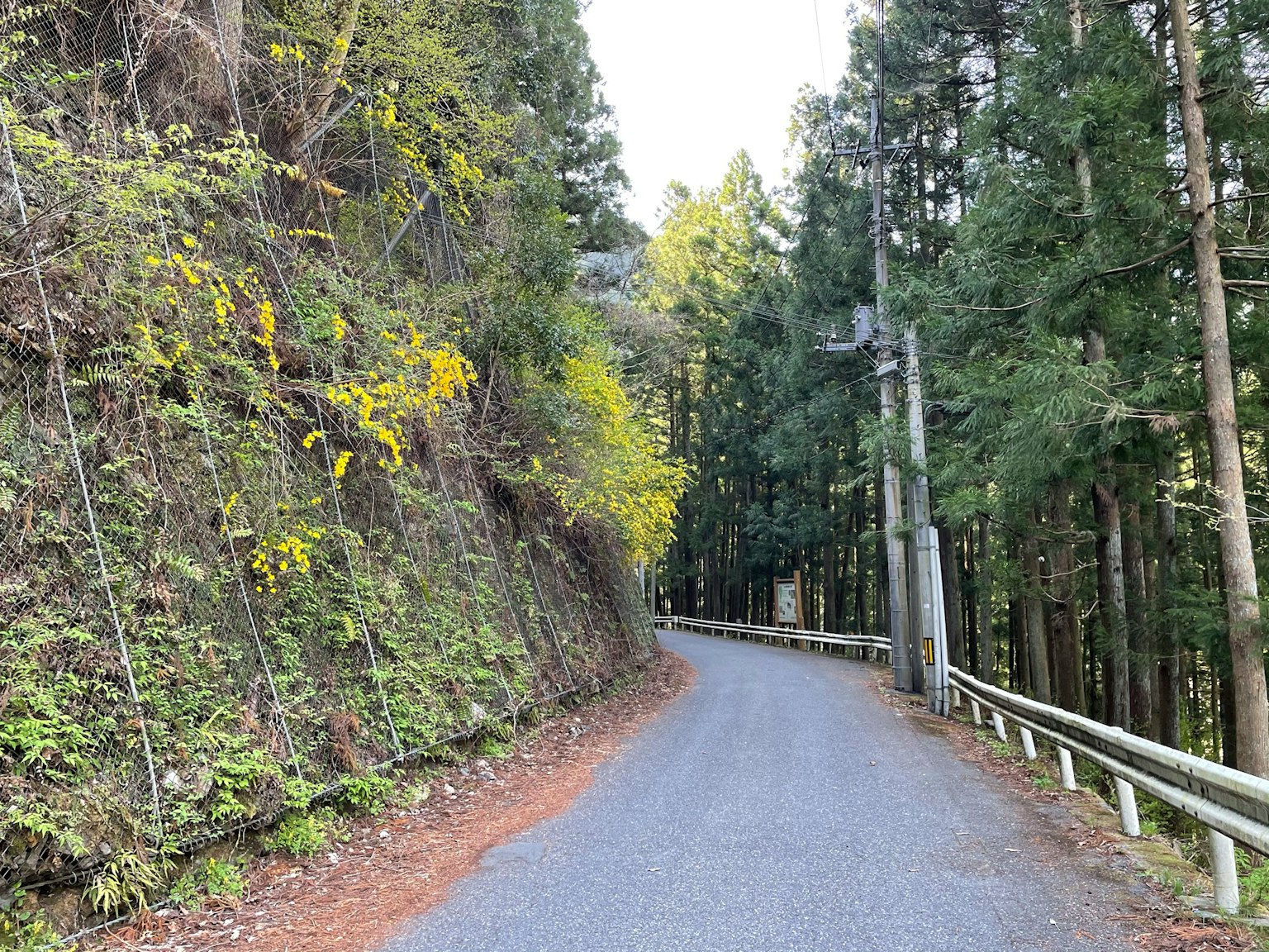 Strada di montagna tortuosa circondata da alberi verdi