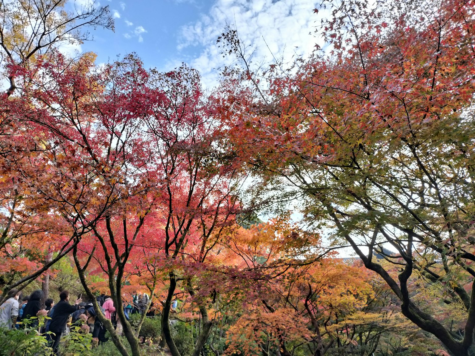 色彩斑斓的秋季樹葉在花園中，人們欣賞風景