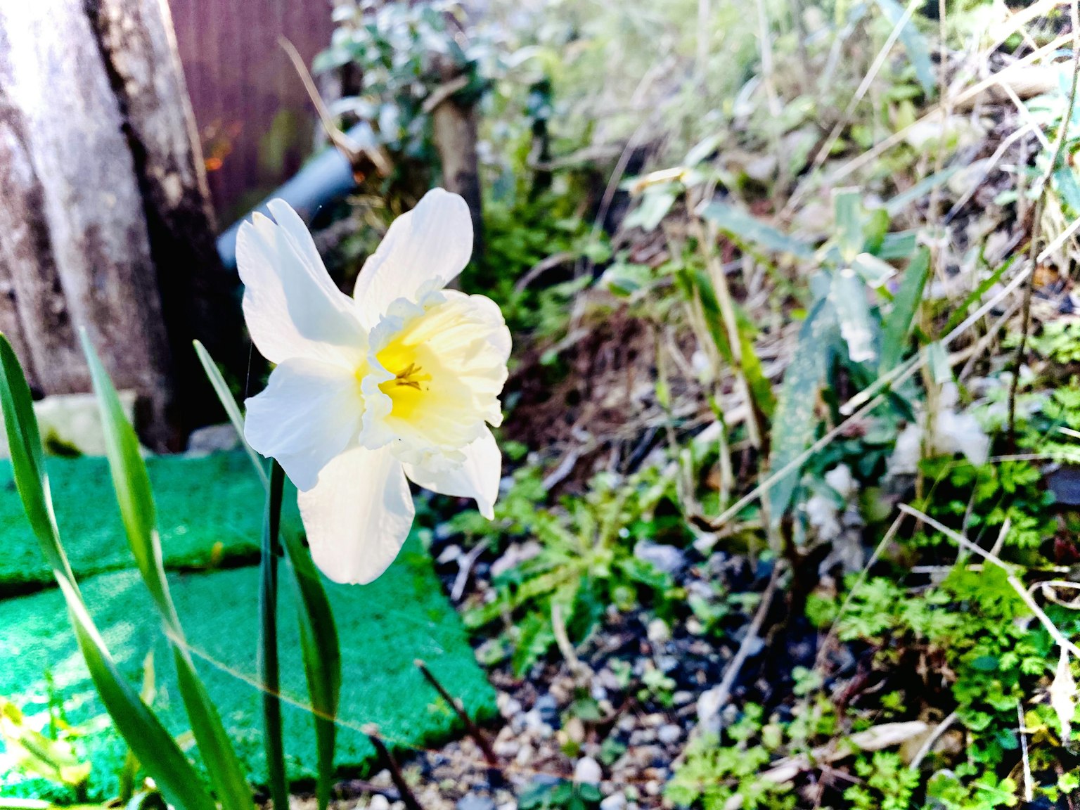 Un fiore di narciso bianco che sboccia tra le foglie verdi