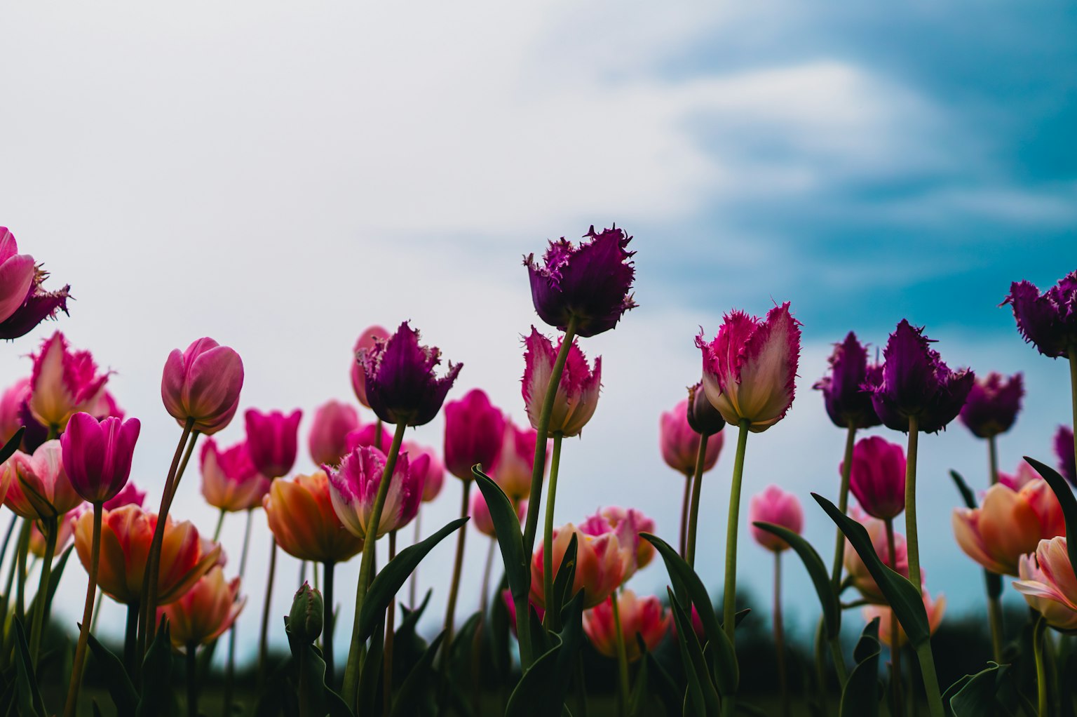 Tulipani colorati che fioriscono in un campo