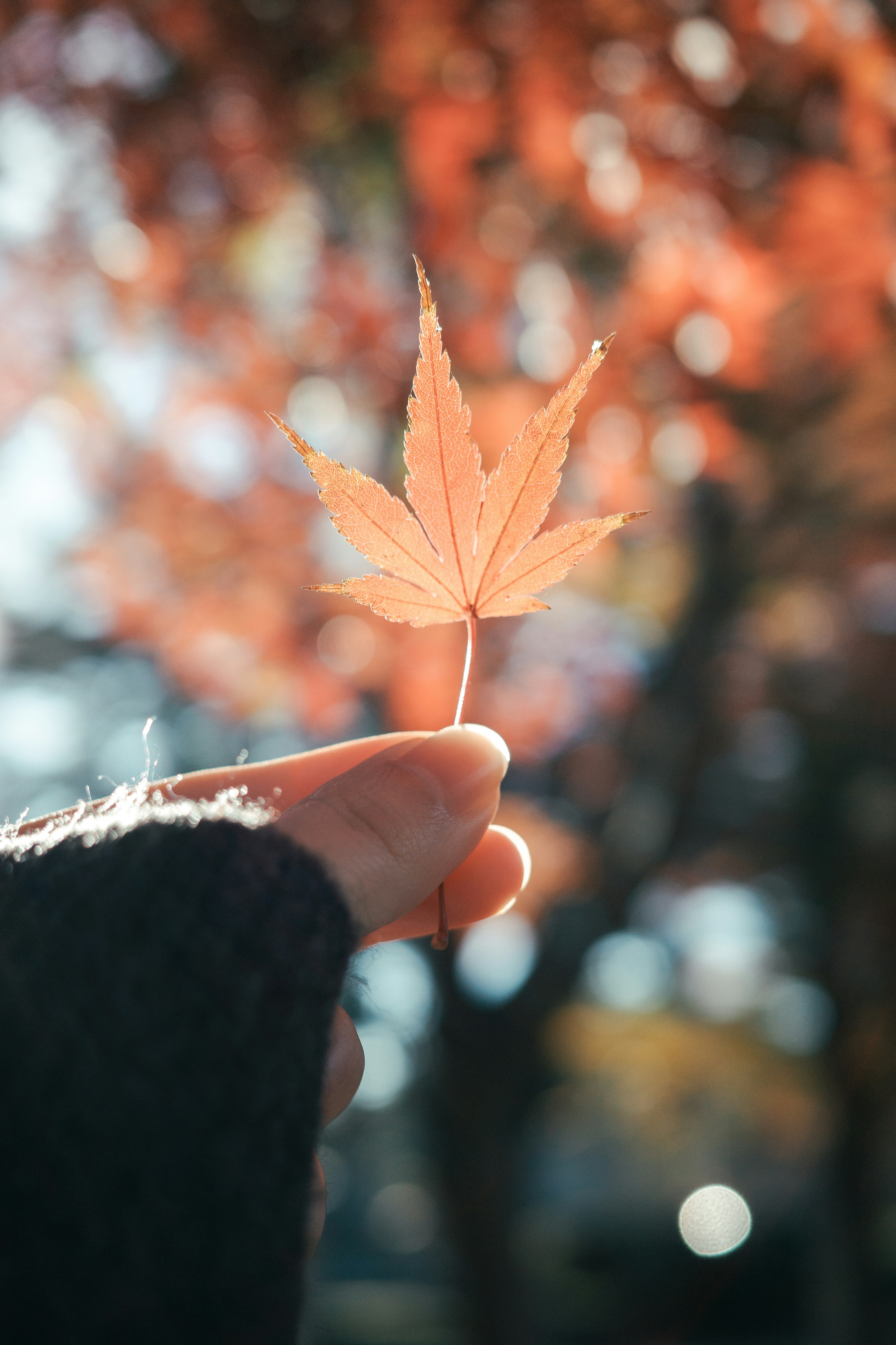 手のひらに抱えた紅葉の葉のマクロ