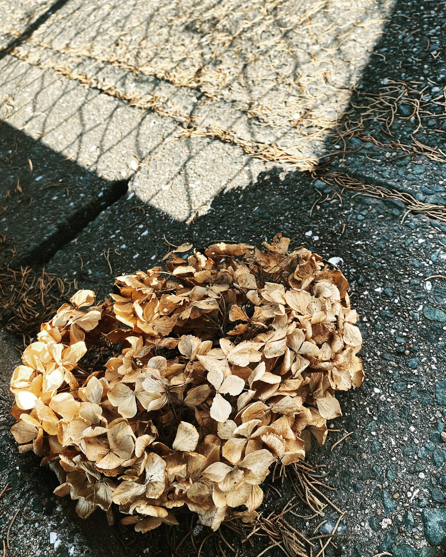地面上的一堆干花瓣和阴影图案