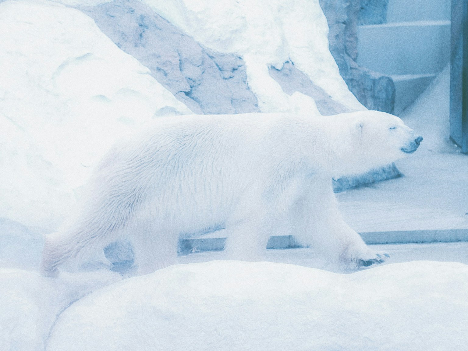 Ein weißer Eisbär, der über das Eis läuft