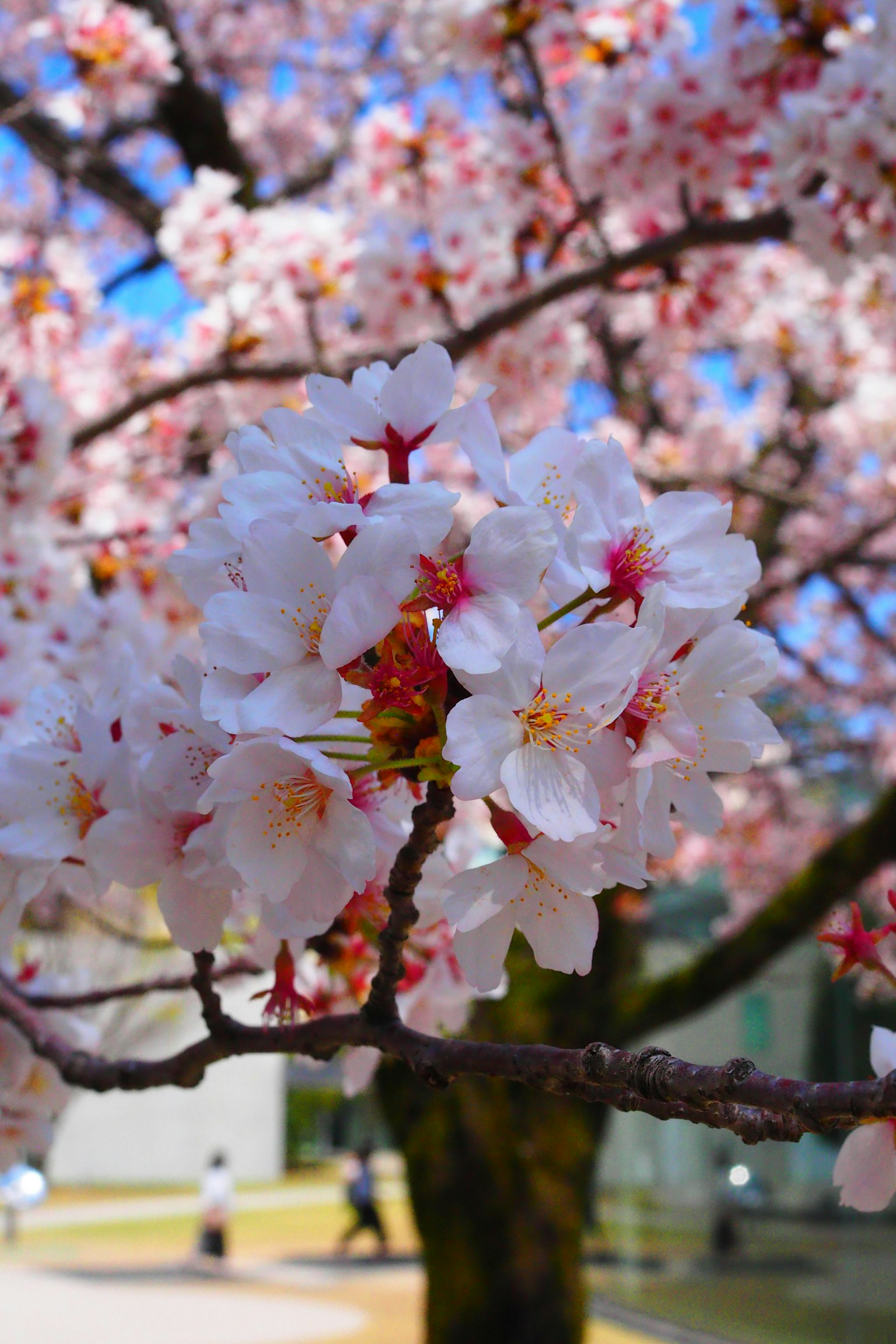 Primo piano di fiori di ciliegio su un albero