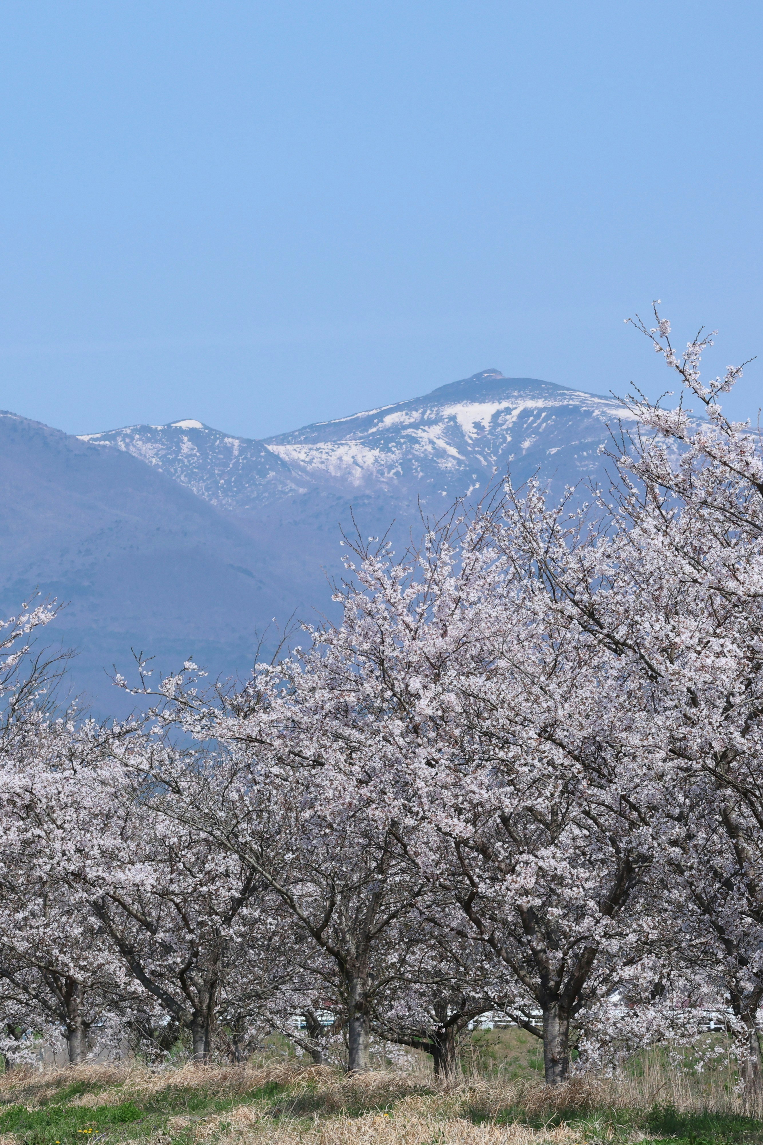満開の桜と安達太良山の上の澄んだ春の空