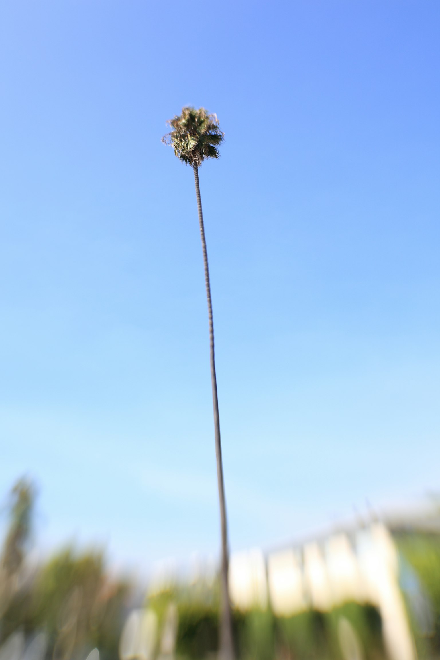 在藍天下有一根細長莖的花