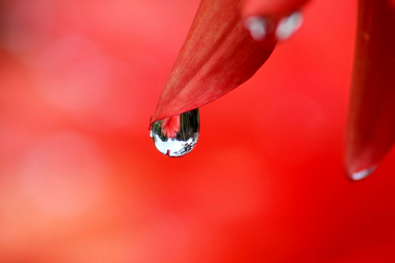 Gros plan sur un pétale de fleur avec une goutte d'eau sur fond rouge