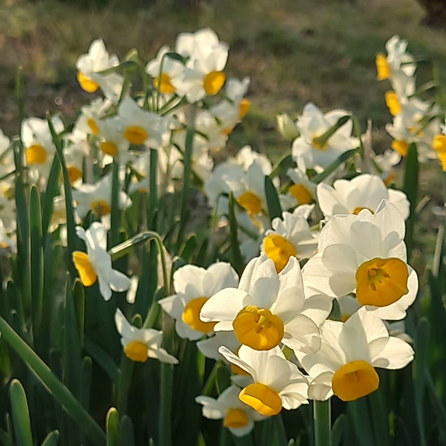 Groupe de jonquilles blanches avec des centres jaunes dans un cadre naturel