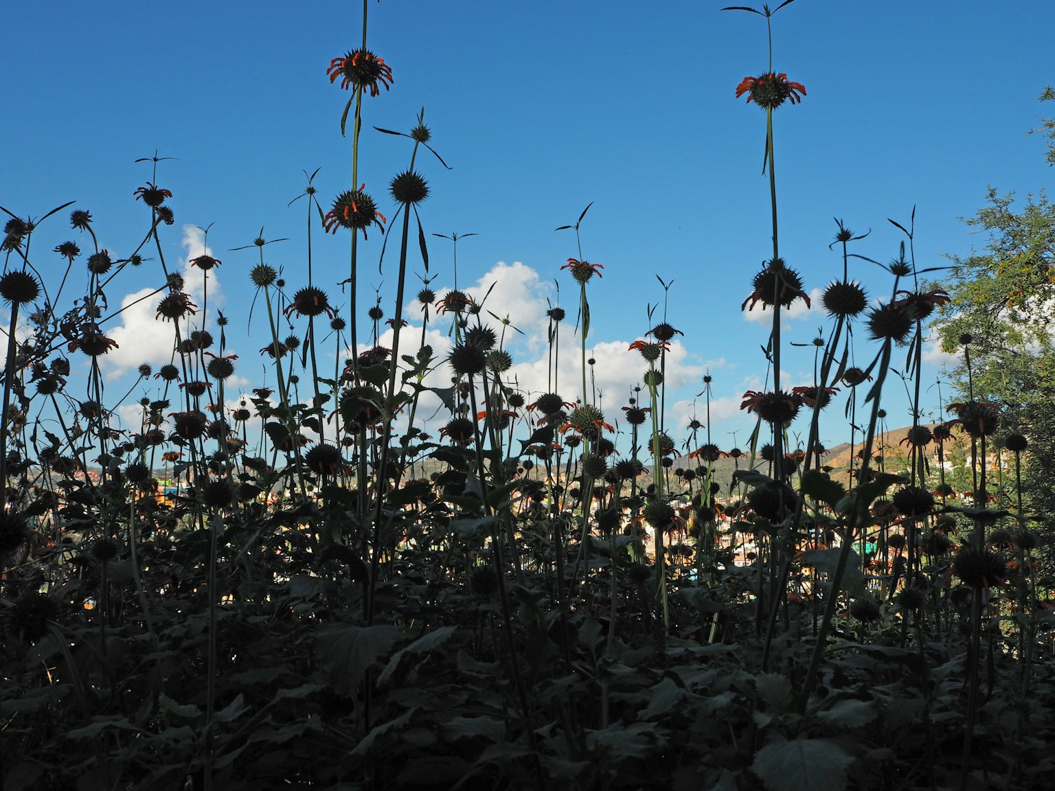 Silhouette of tall flowers against a blue sky
