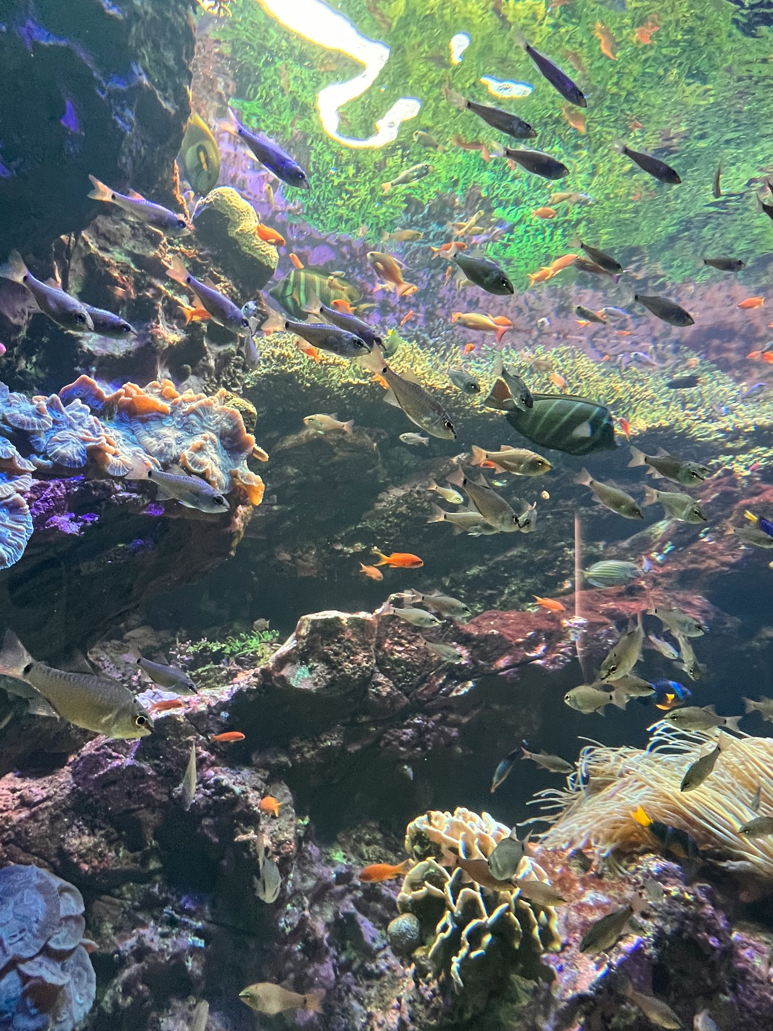 Colorful fish swimming in a beautiful underwater landscape