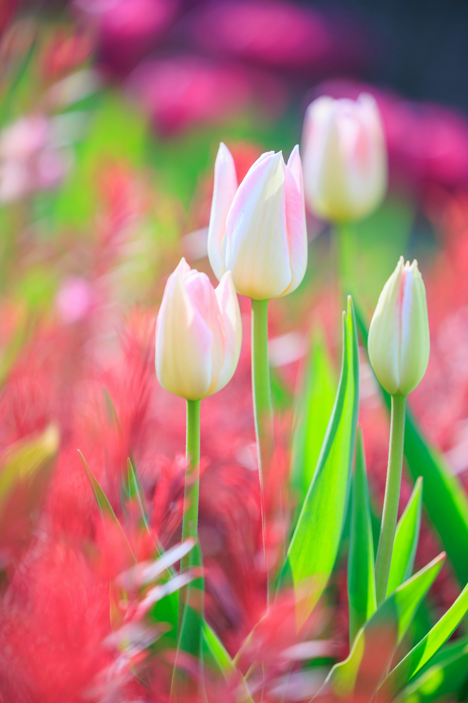 Un campo de tulipanes con colores suaves en flor