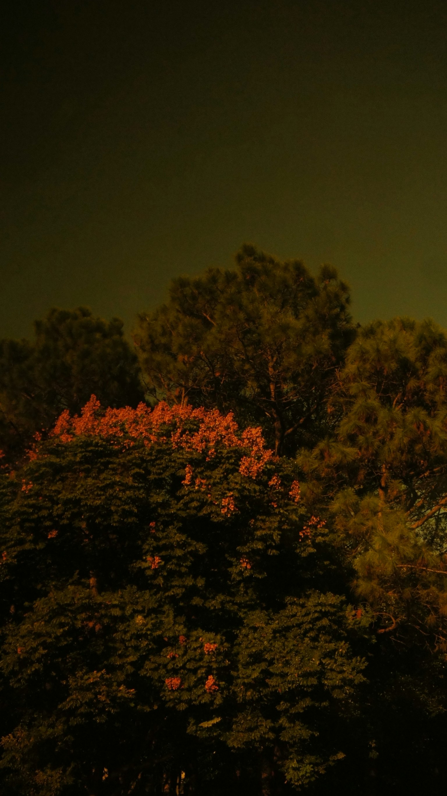 夜空の下に赤い花が咲く木々のシルエット