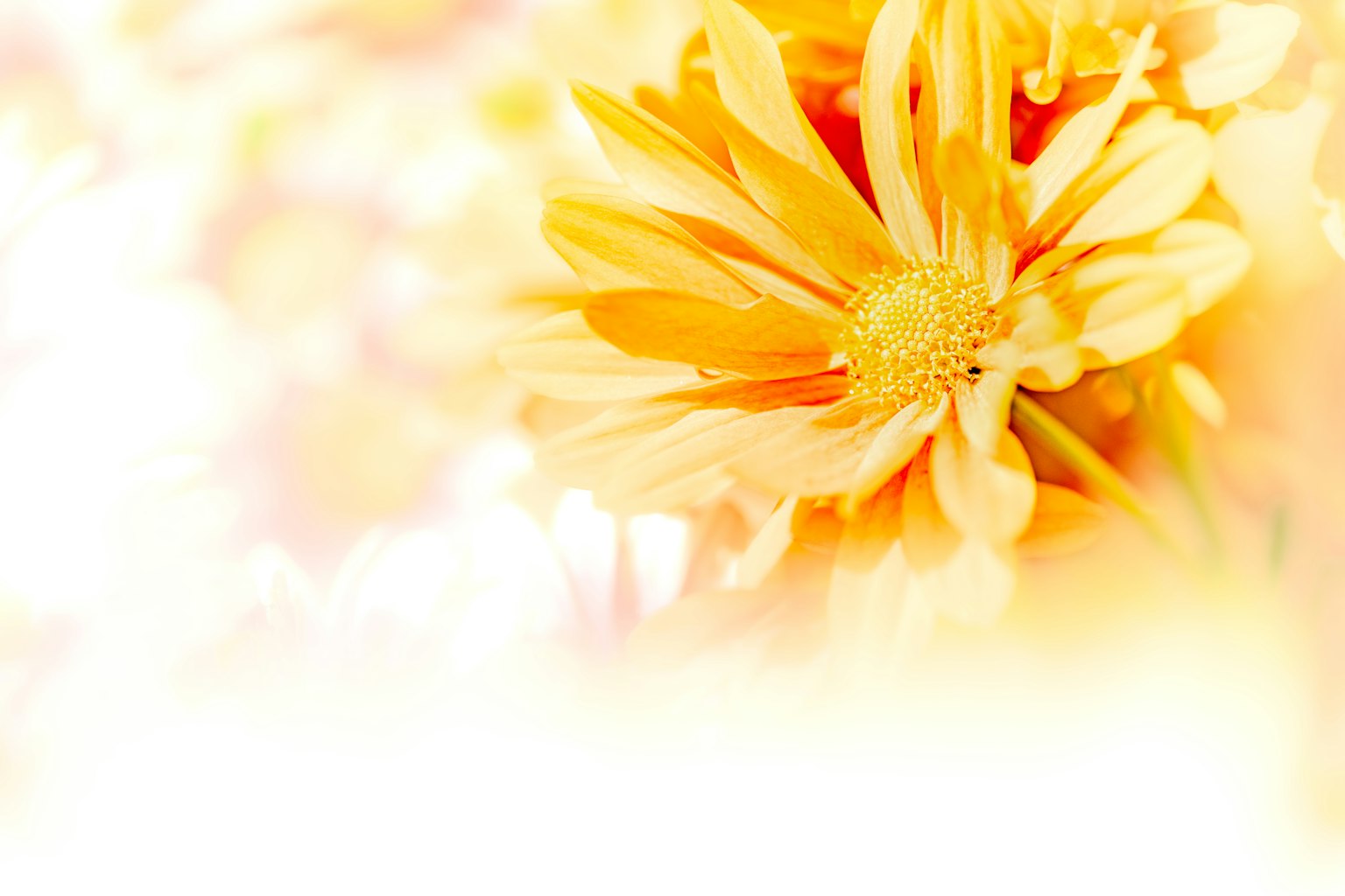 Bright yellow flower with a soft blurred background