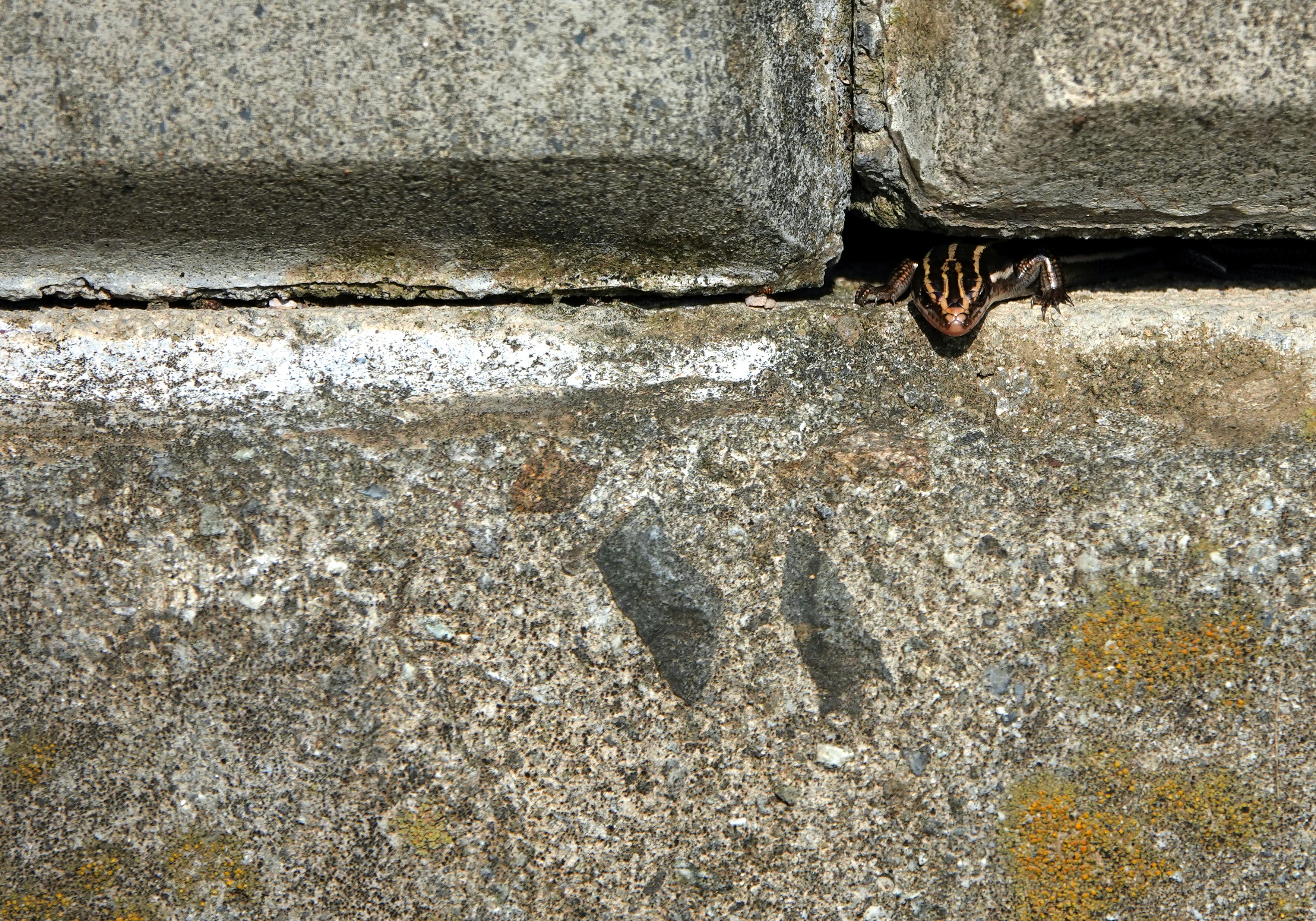 lizard peeking out from a retaining wall gap