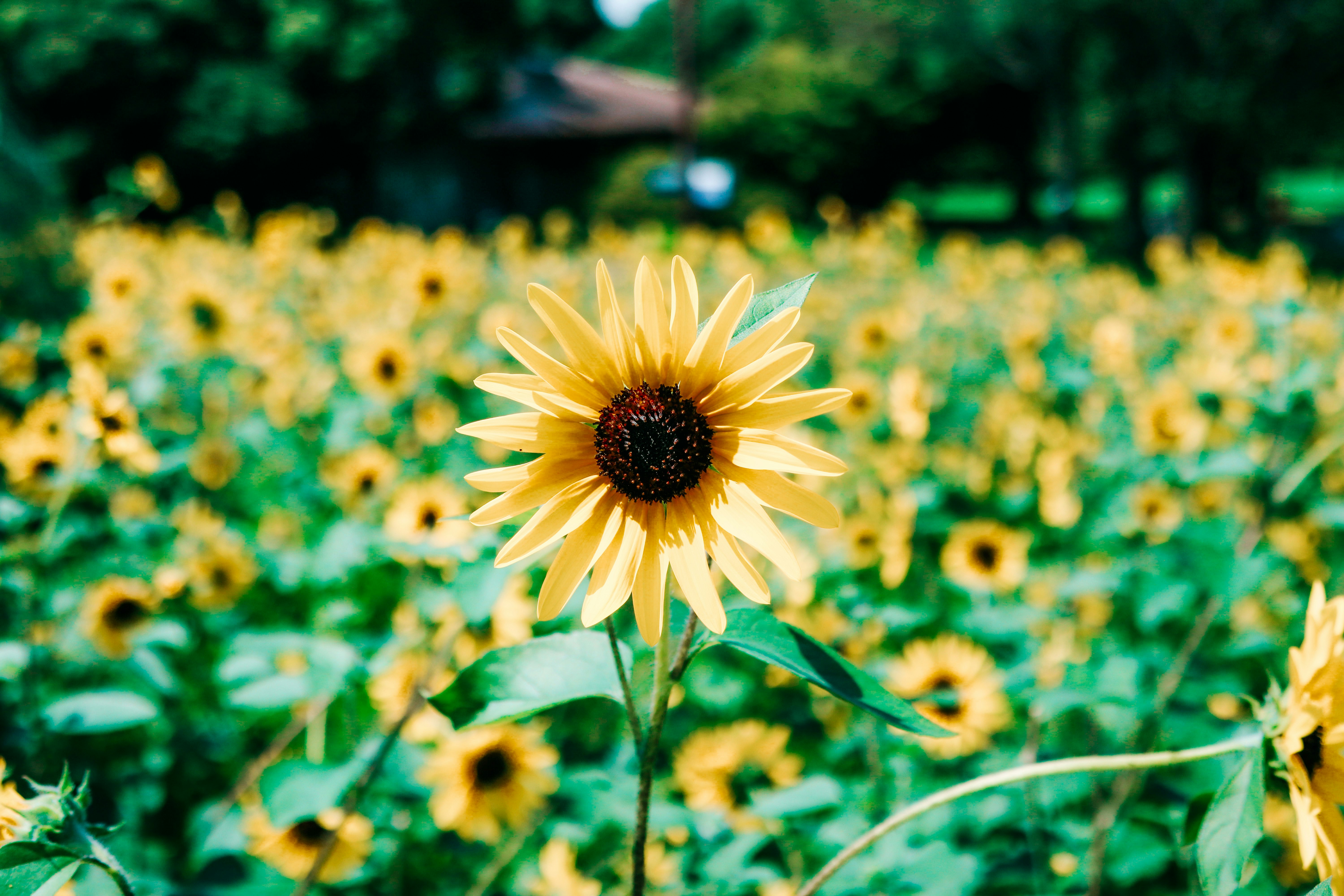Bright sunflower blooming in a green field