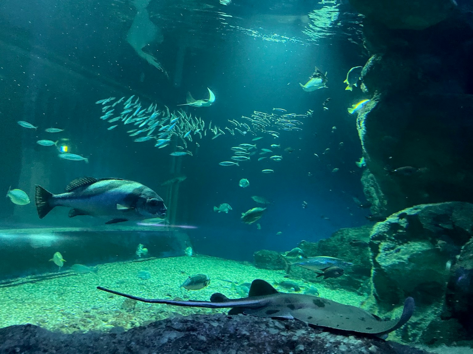 Scena di acquario con vari pesci e una razza che nuota in acqua blu