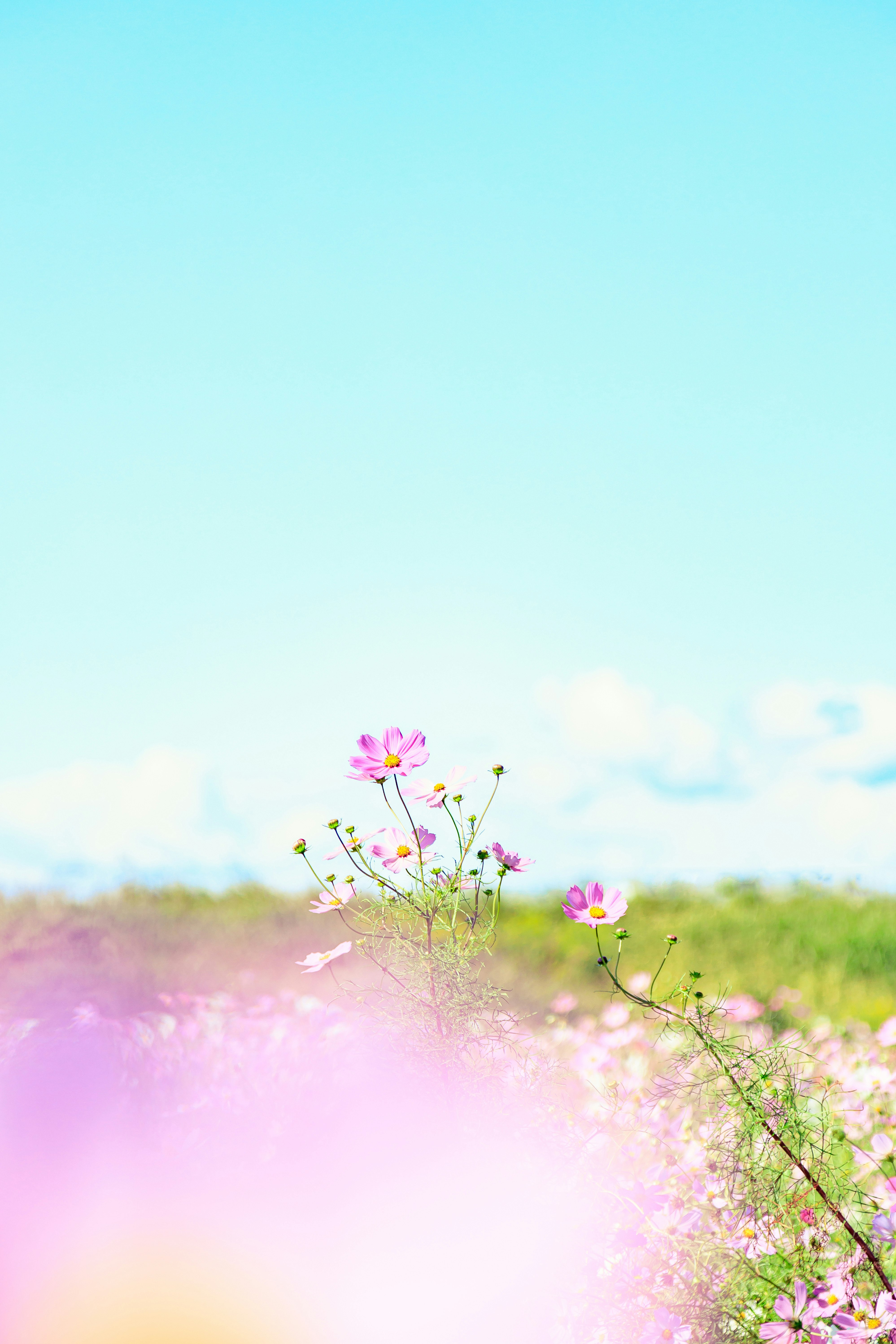 Flores de cosmos en un campo de hierba bajo un cielo azul