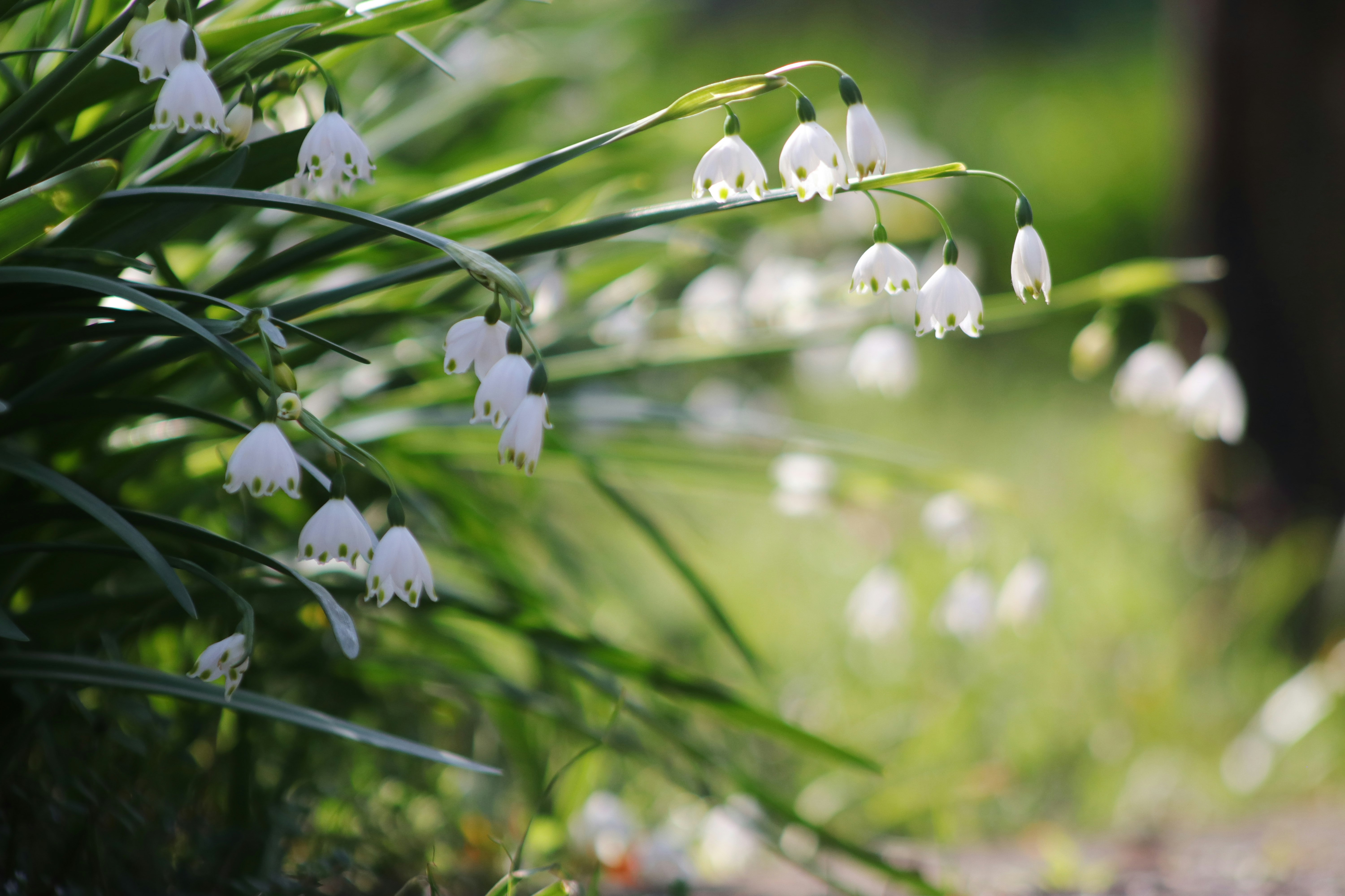 雪花蓮（Leucojum）花朵與草叢散景