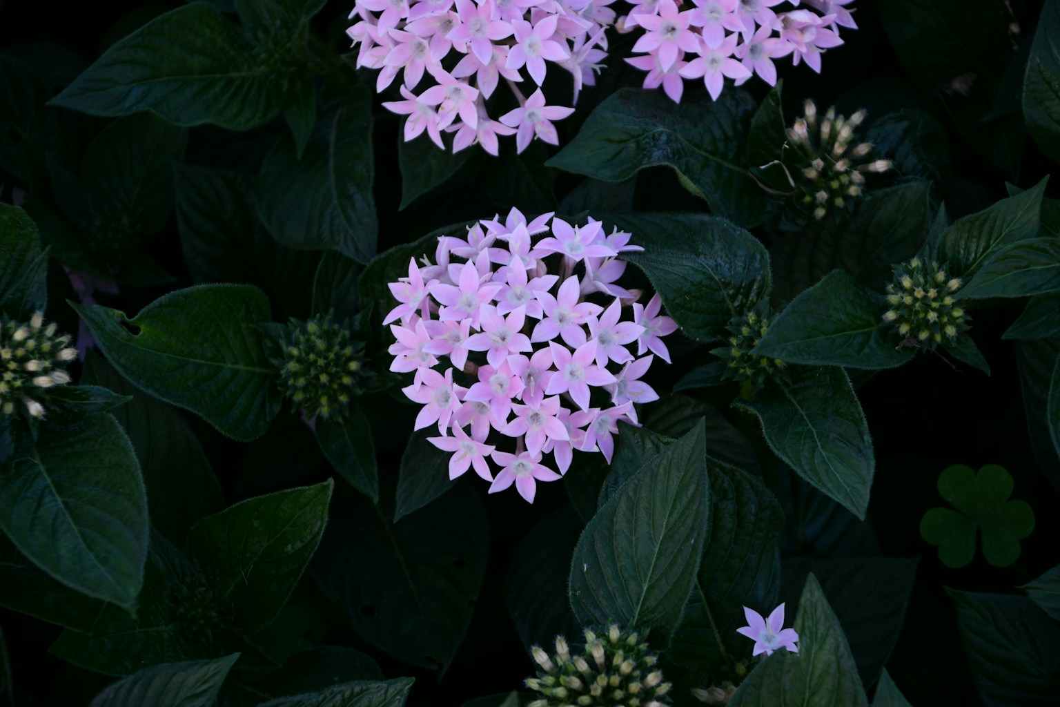 Clusters of light pink flowers surrounded by dark green leaves