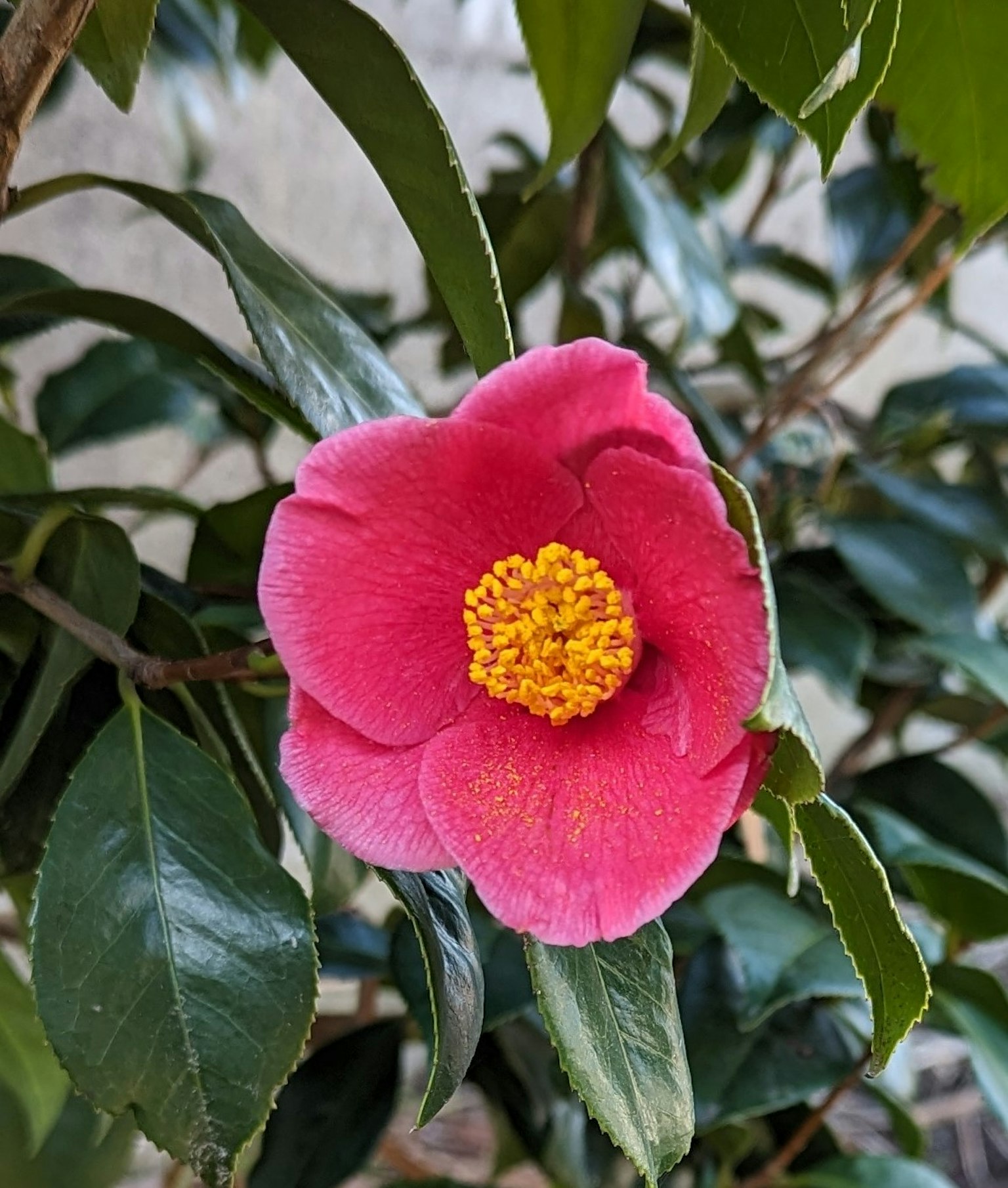 Vibrant pink camellia flower with green leaves