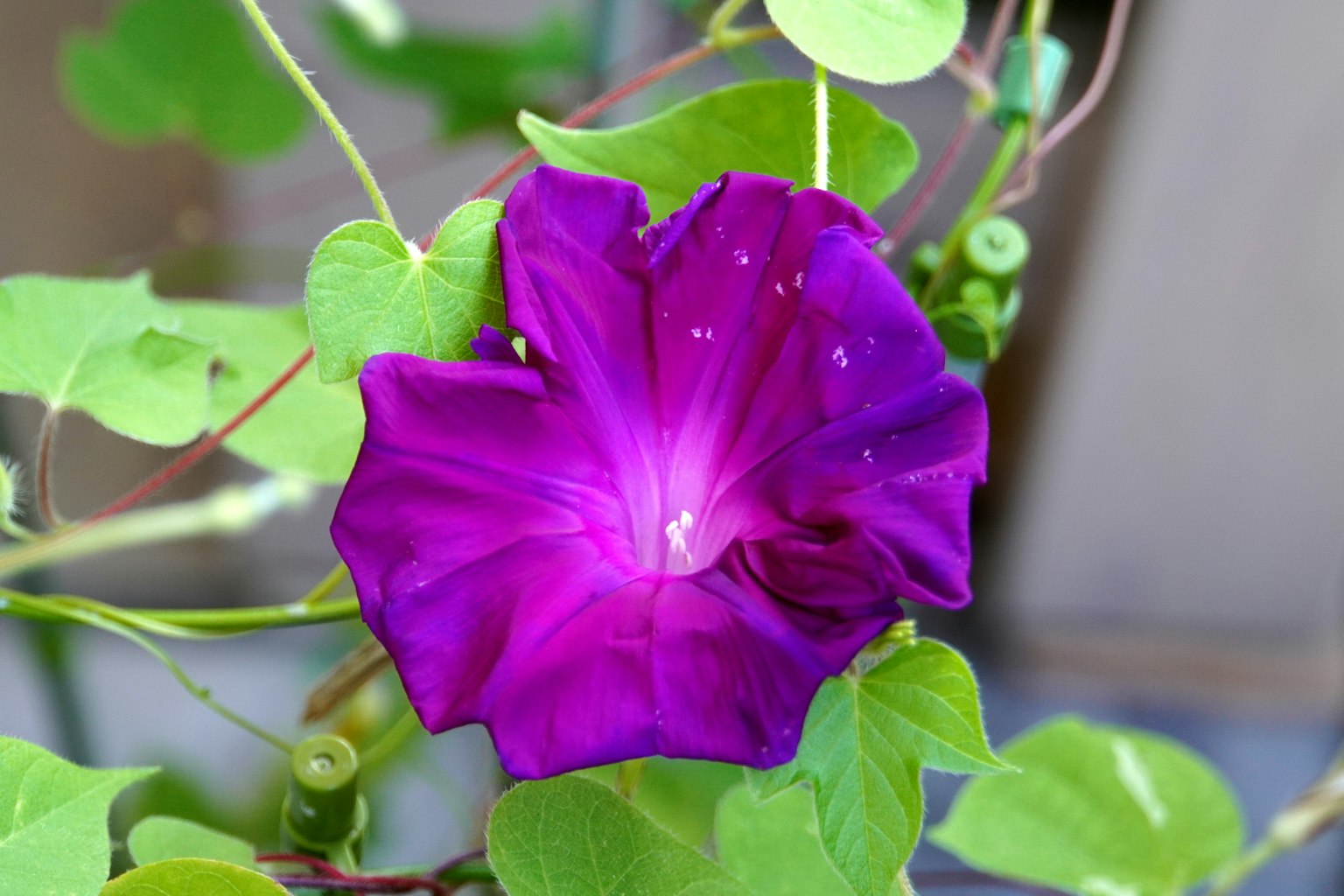 Fleur de liseron violet vif entourée de feuilles vertes
