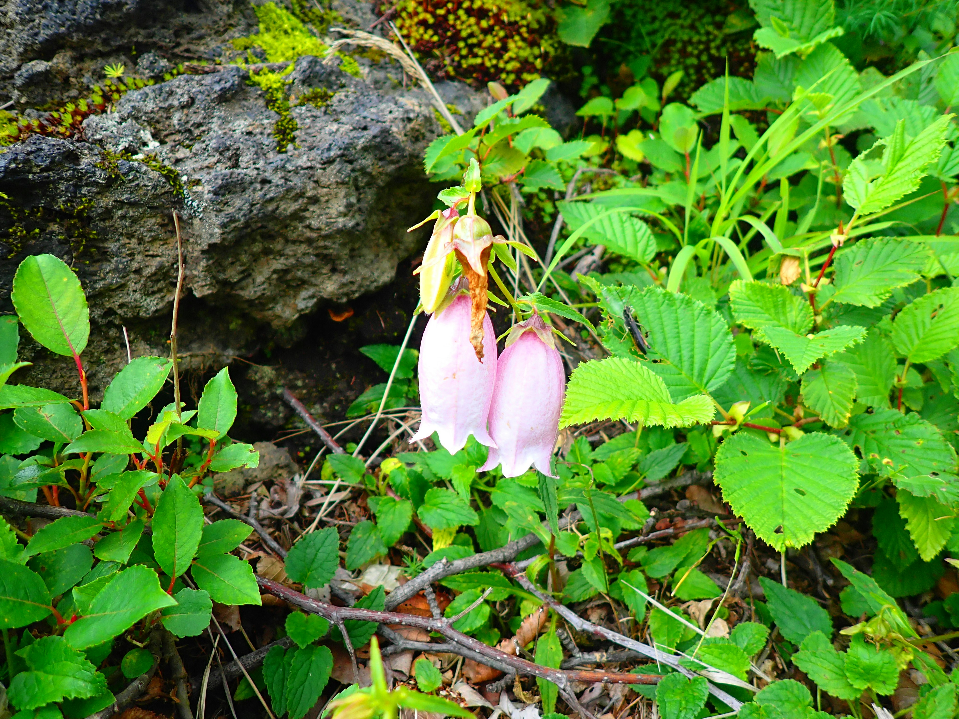苔むした岩のそばで咲くピンクの花