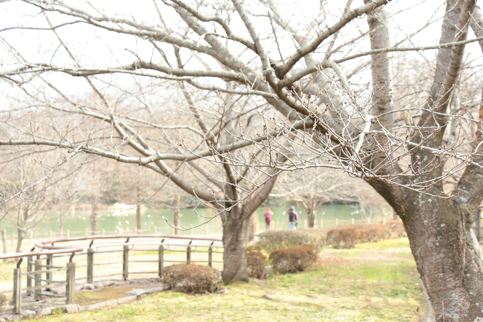Escena de parque en invierno con árboles desnudos y camino, personas caminando a lo lejos